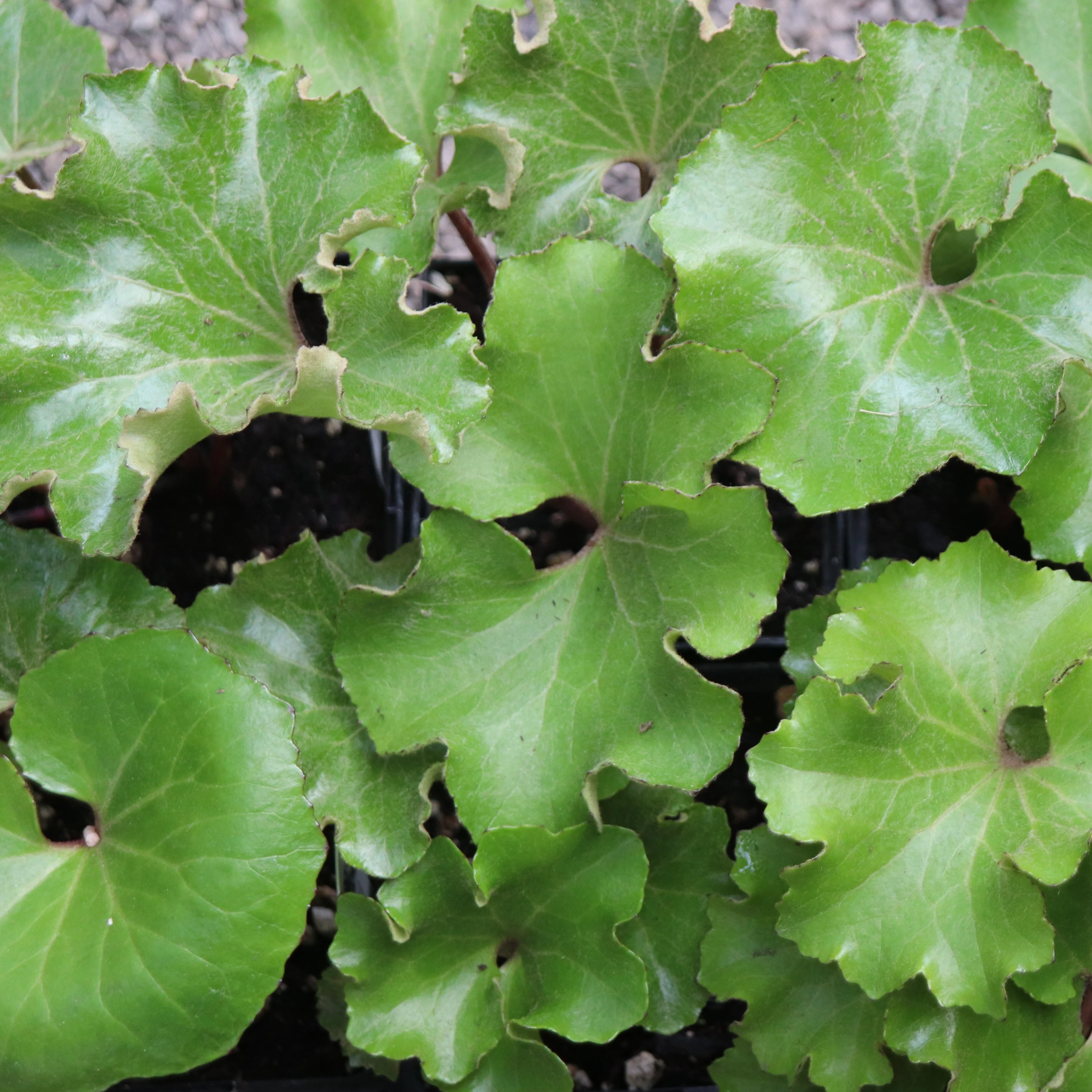 *RETAIL - Farfugium 'Wavy Gravy' - Image 2