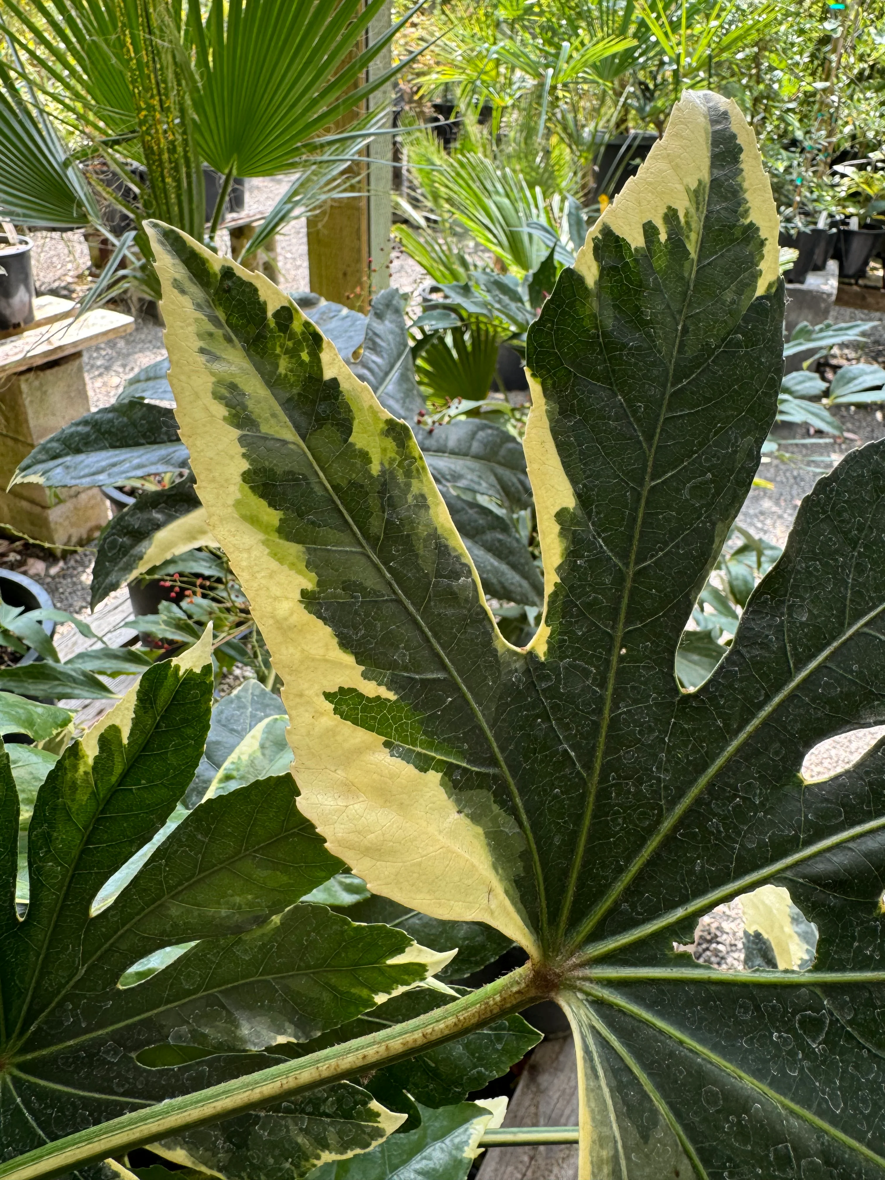 *RETAIL - Fatsia japonica ‘Variegata' - Image 3