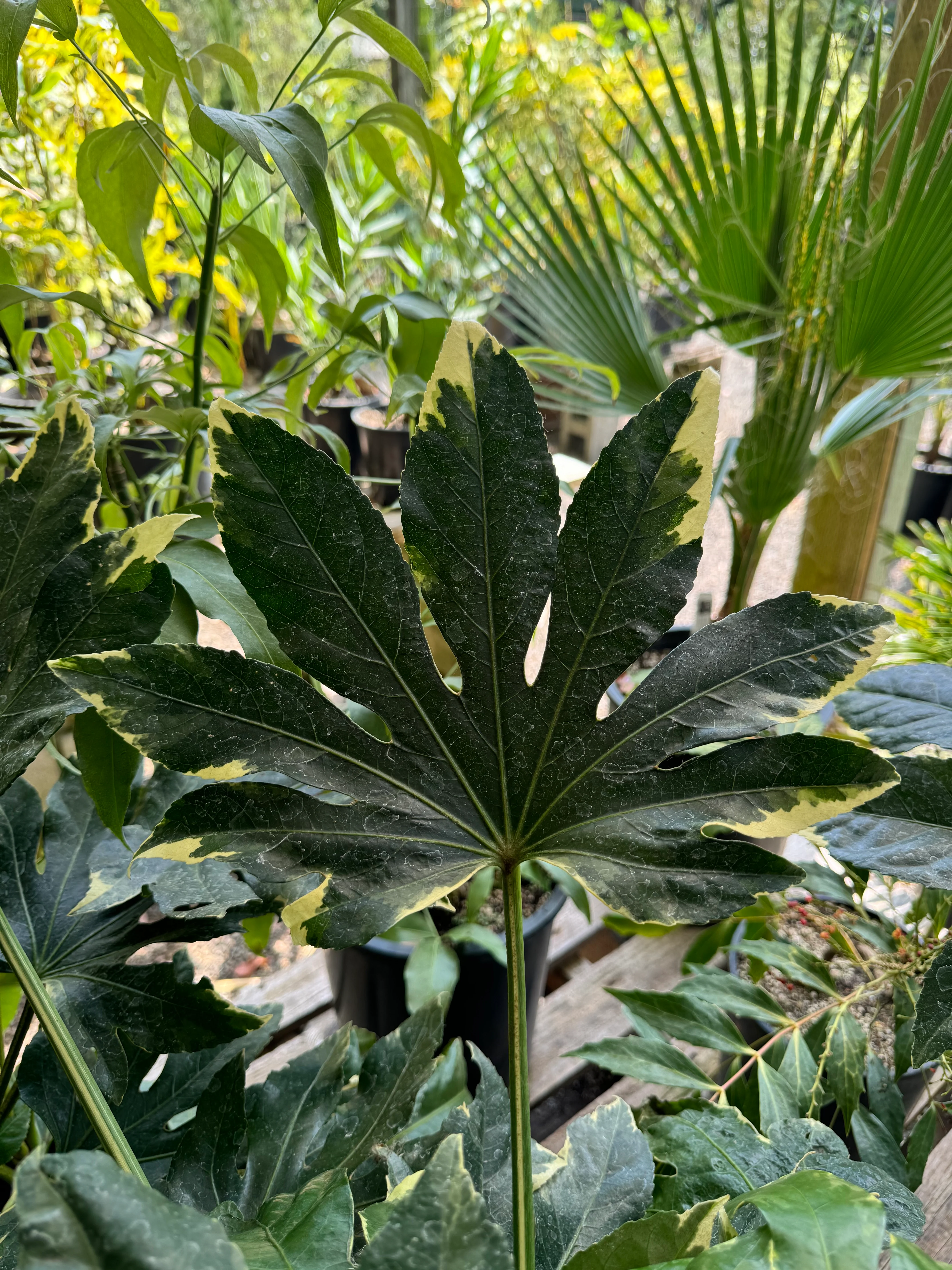 *RETAIL - Fatsia japonica ‘Variegata' - Image 4