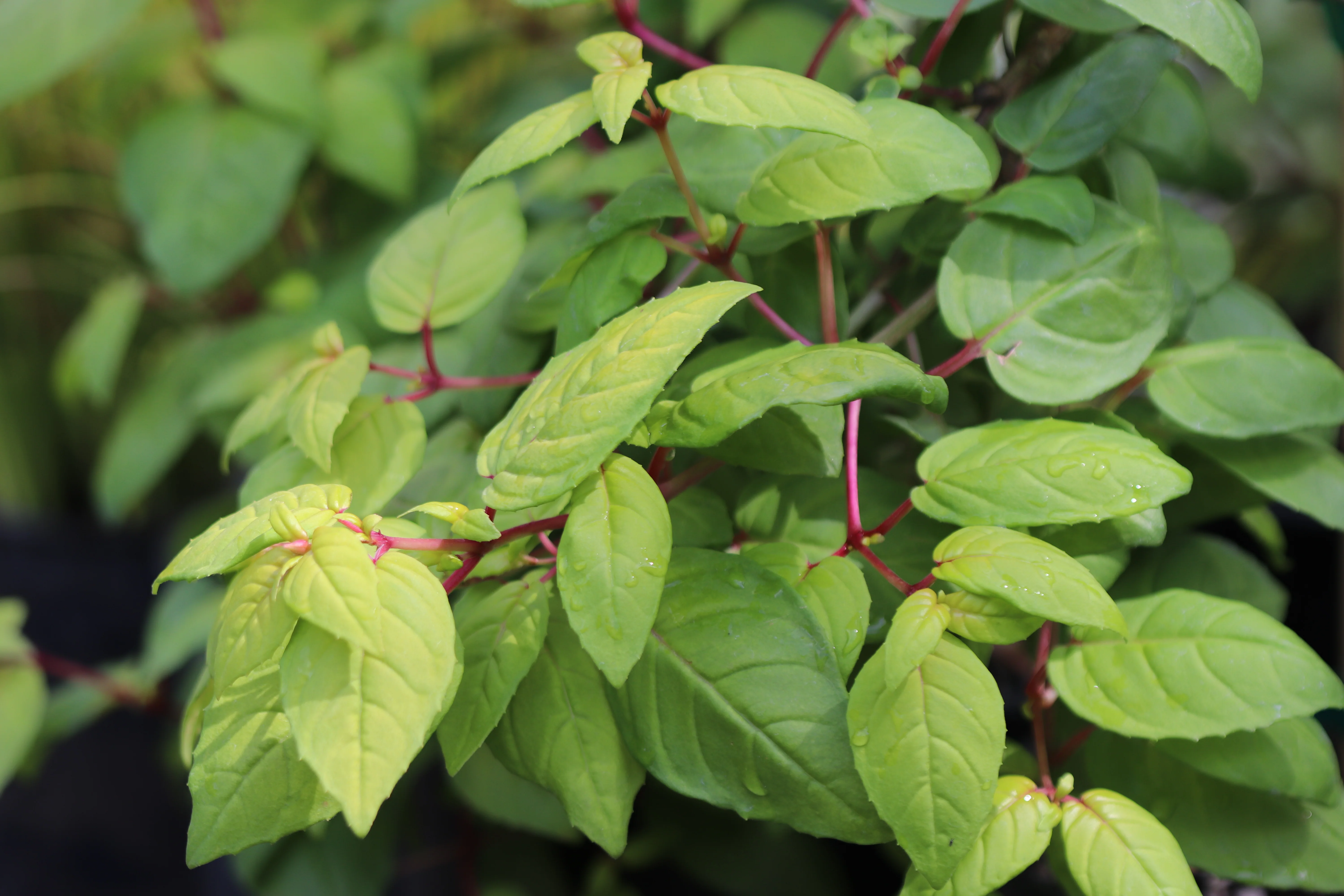 *RETAIL - Fuchsia 'Golden Harold' - Image 2