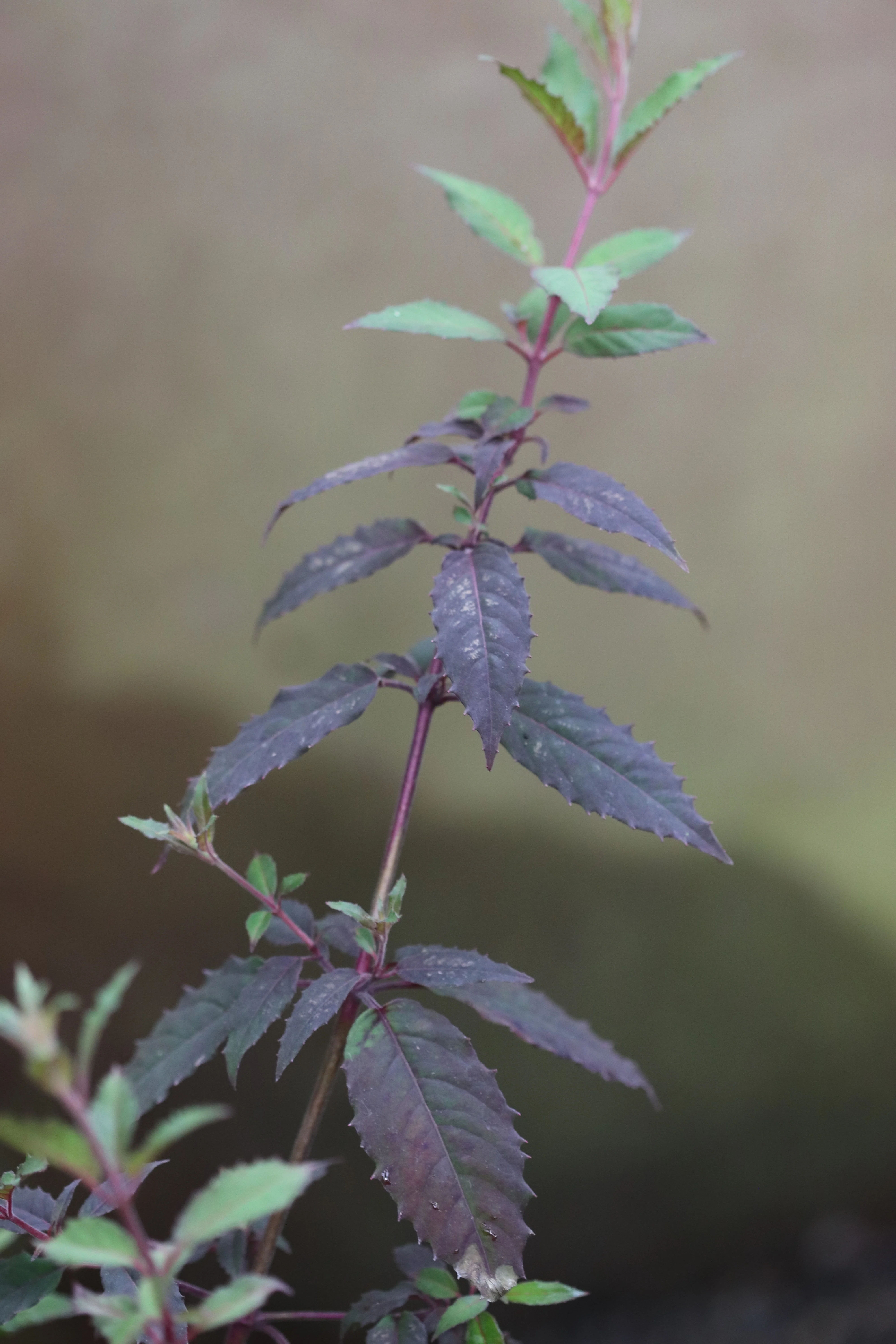 *RETAIL - Fuchsia magellanica 'Purple Mountain' - Image 3