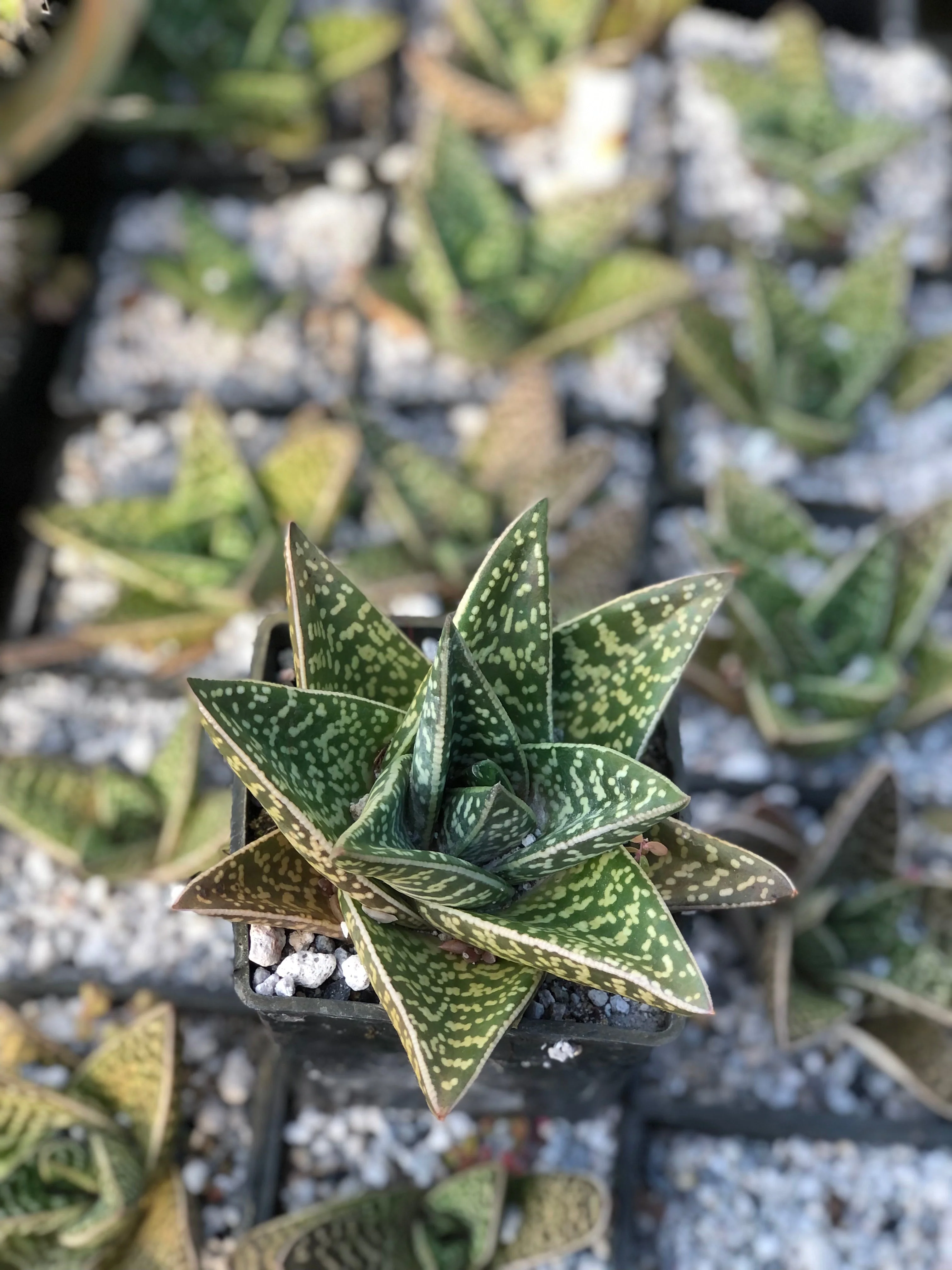 *RETAIL - Gasteraloe - hybrid - Image 3