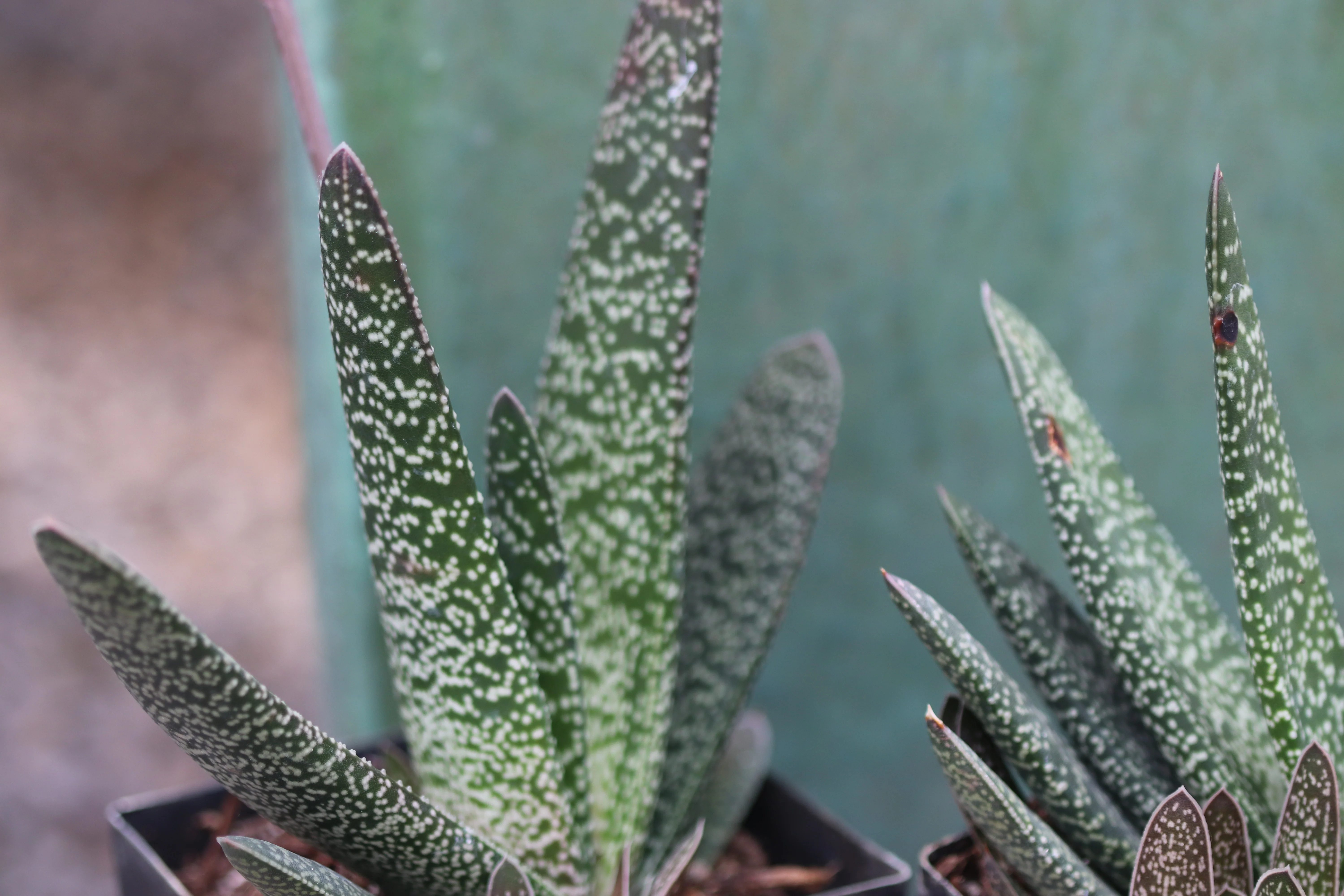 *RETAIL - Gasteria maculata - Image 2