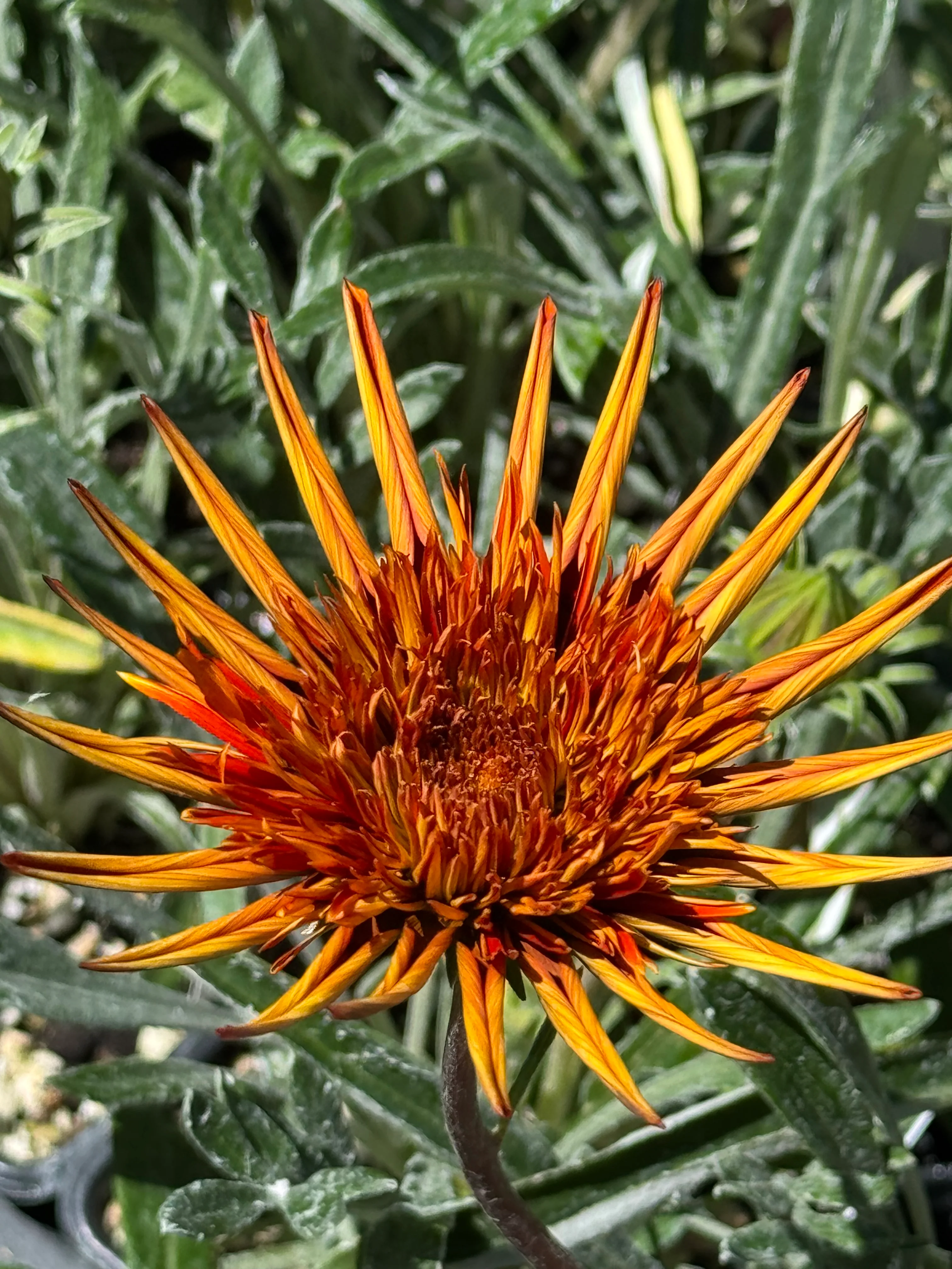 *RETAIL - Gazania 'Katua'