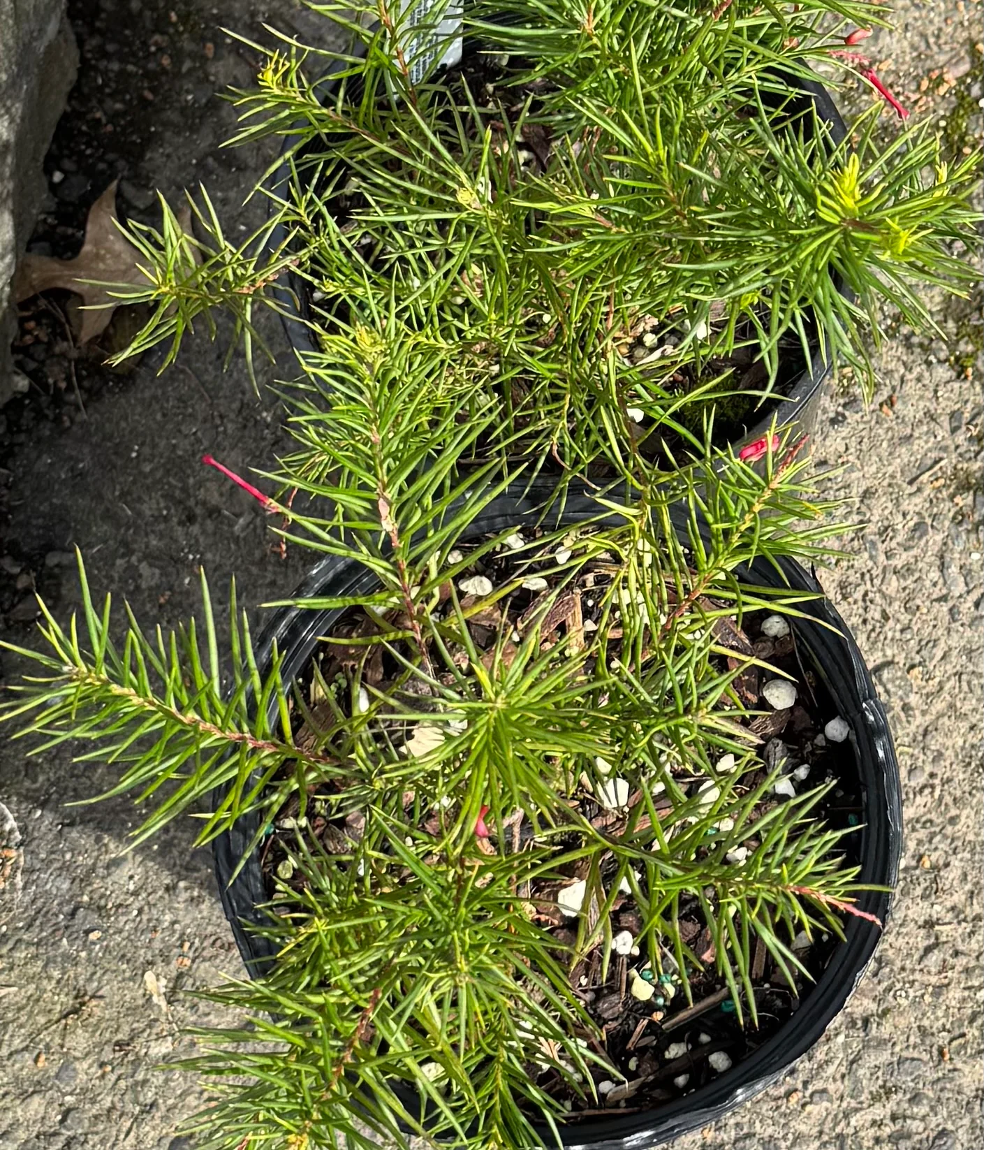 *RETAIL - Grevillea x 'Noellii'