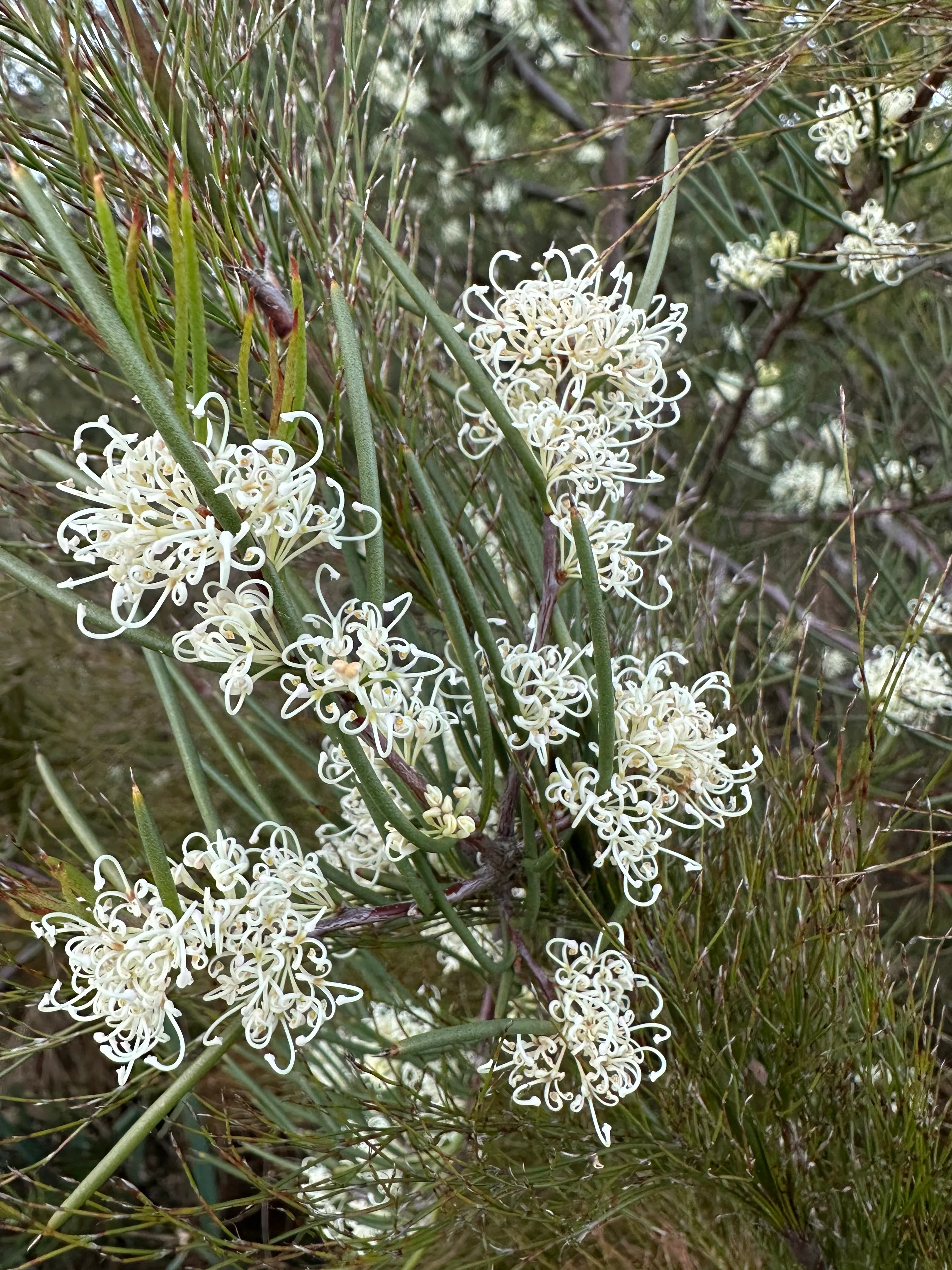 Hakea lissosperma