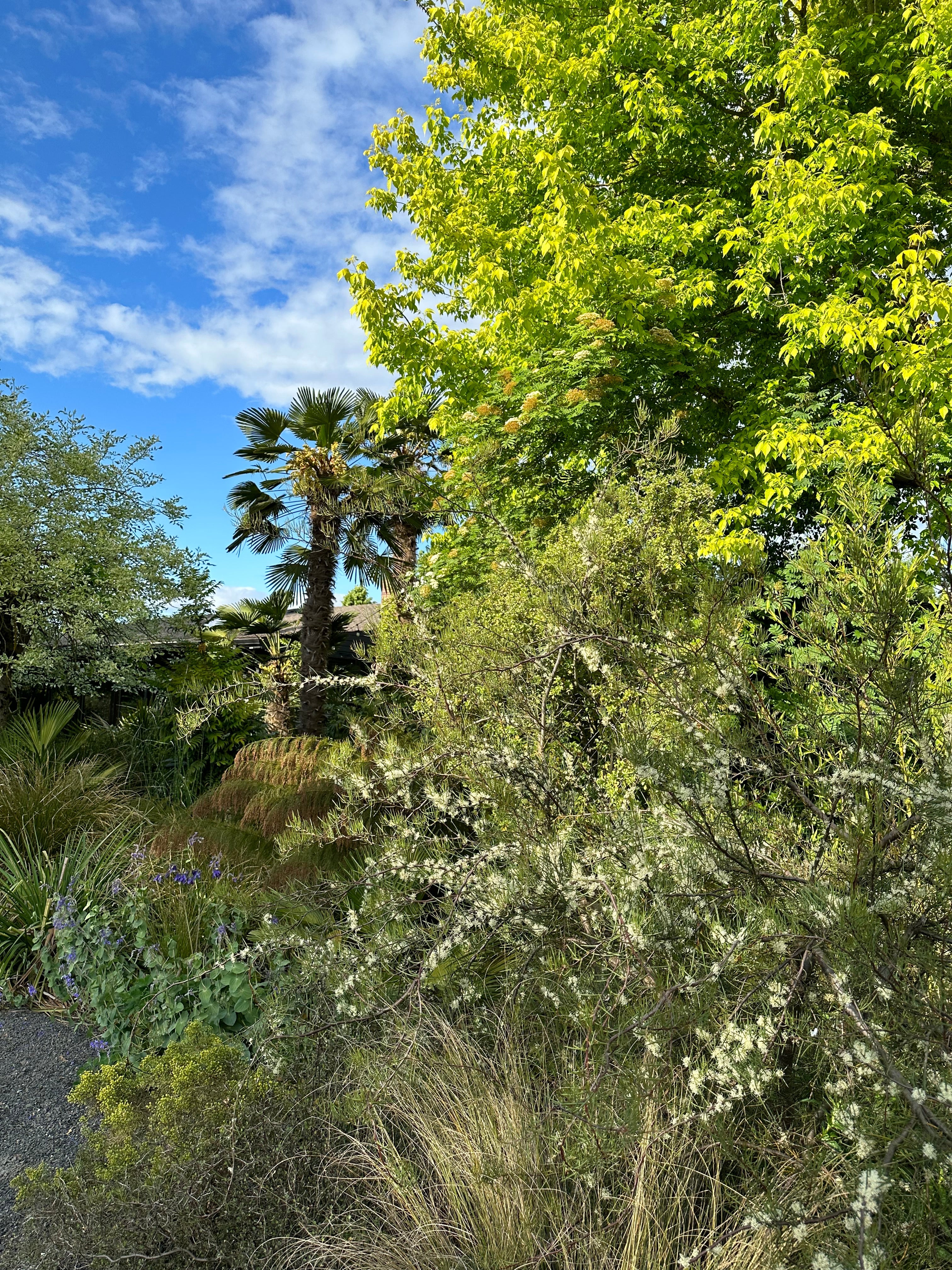 *RETAIL - Hakea lissosperma - Image 2