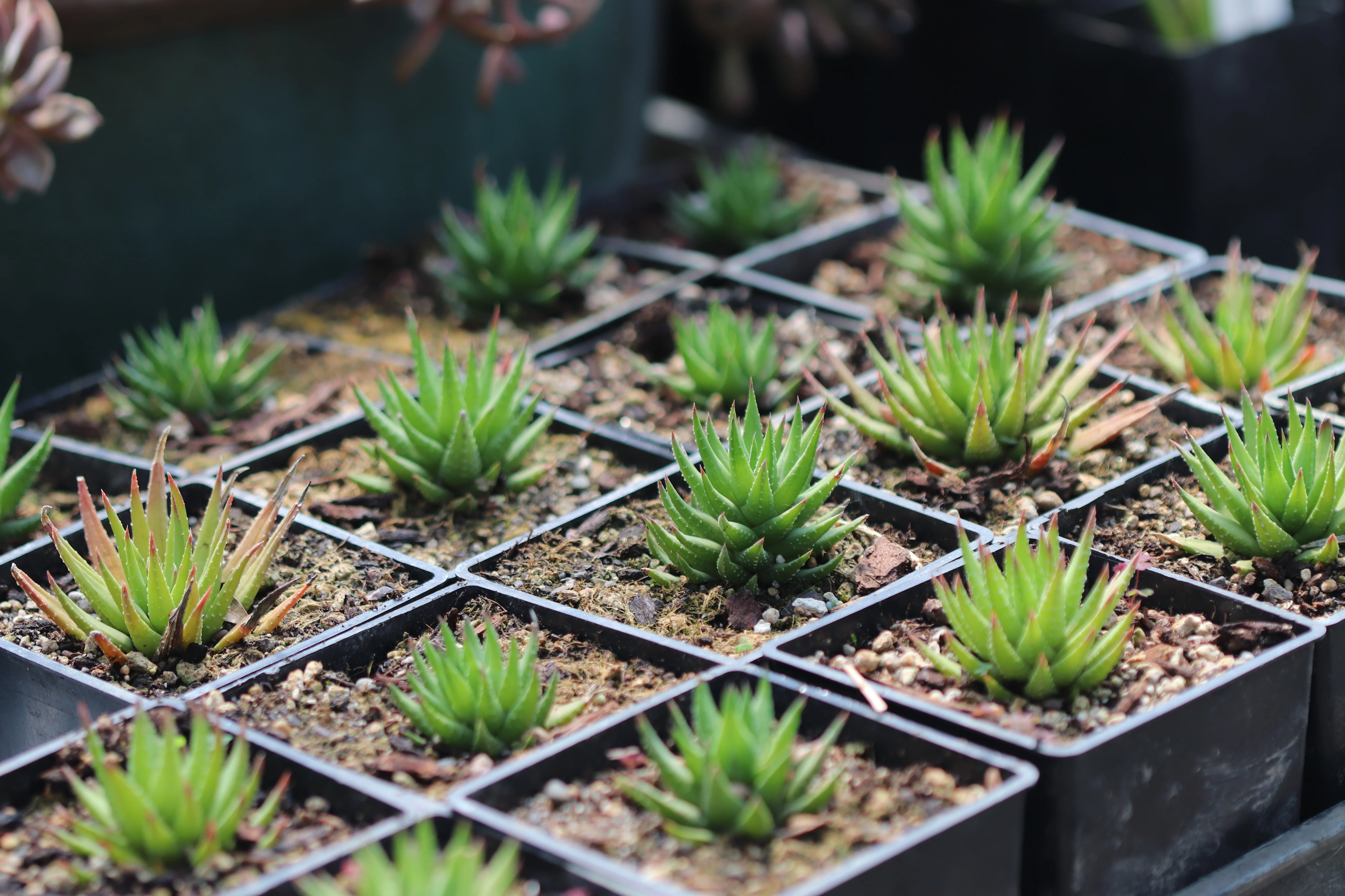 *RETAIL - Haworthia fasciata - Image 2