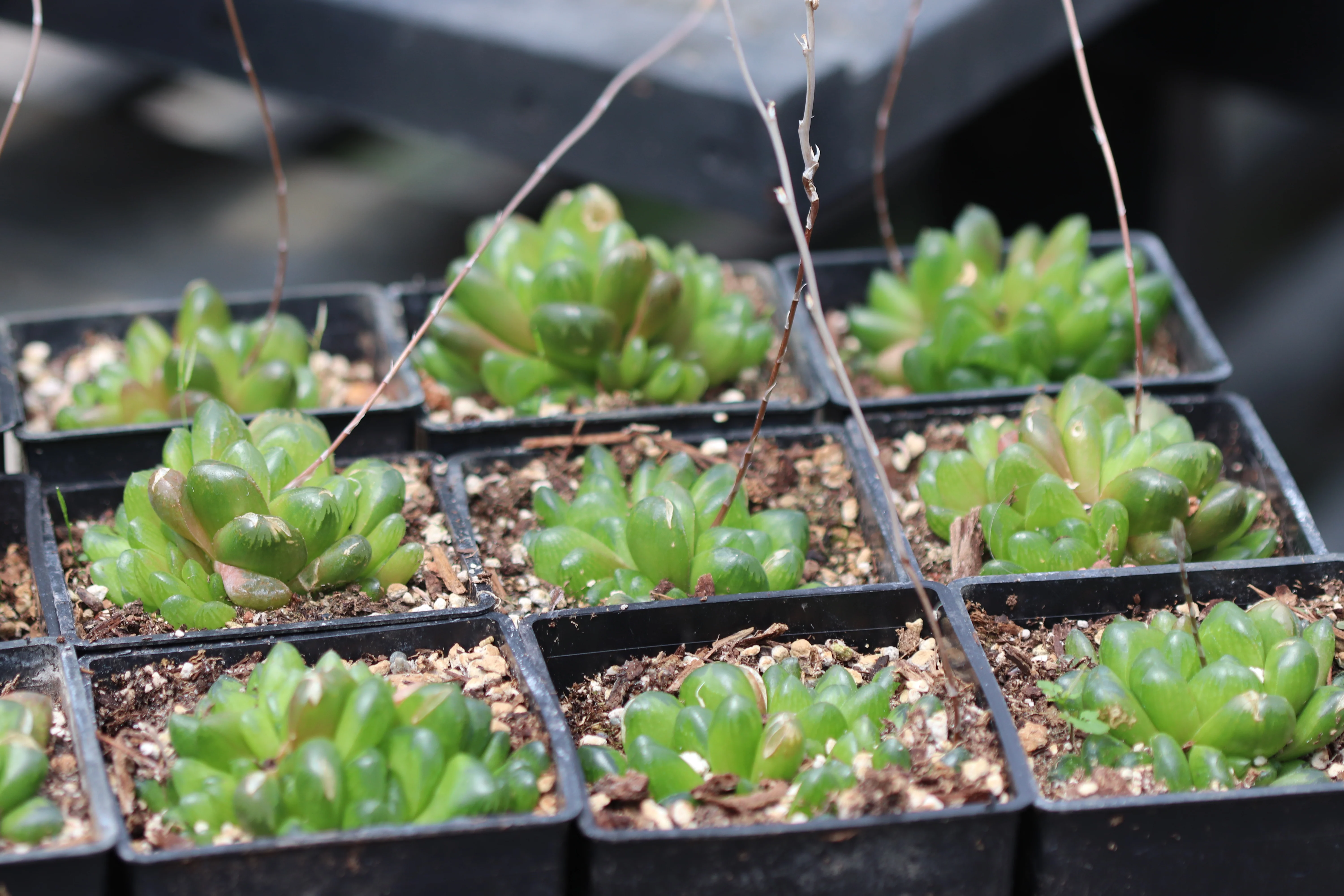 *RETAIL - Haworthia truncata [hybrid] - Image 2