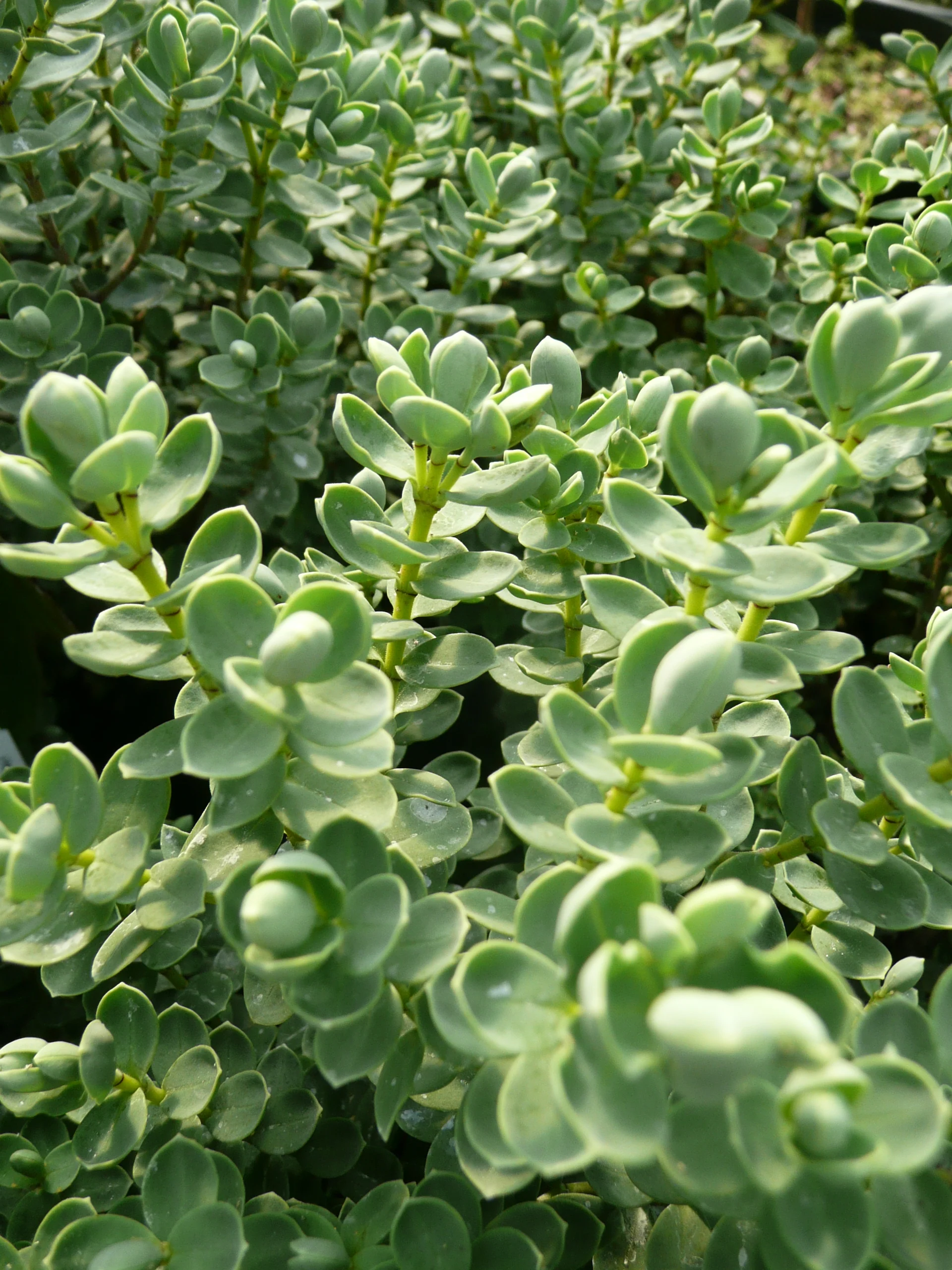 *RETAIL - Hebe pinguifolia ‘Sutherlandii’