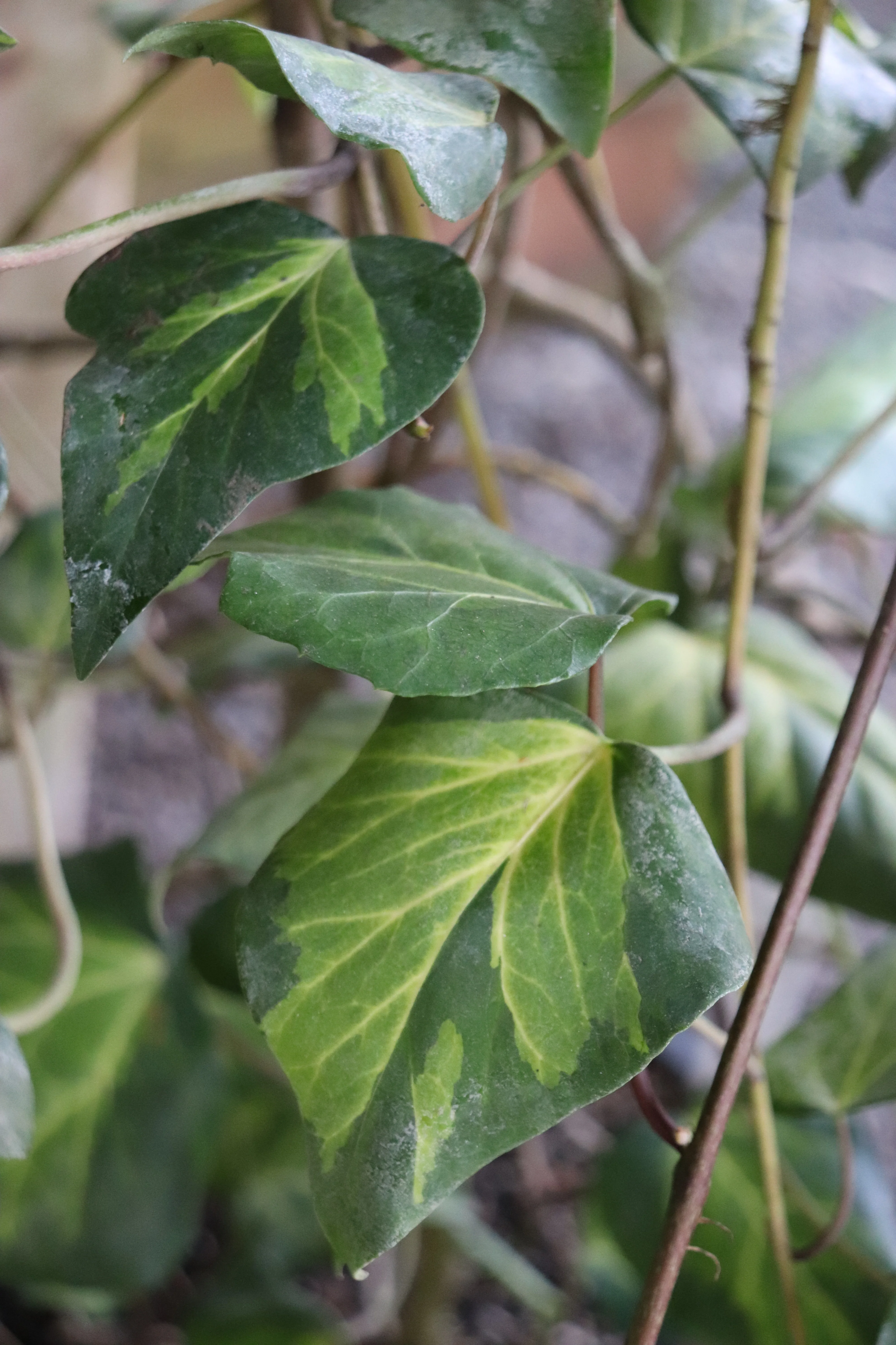 *RETAIL - Hedera canariensis 'Sulphur Heart'
