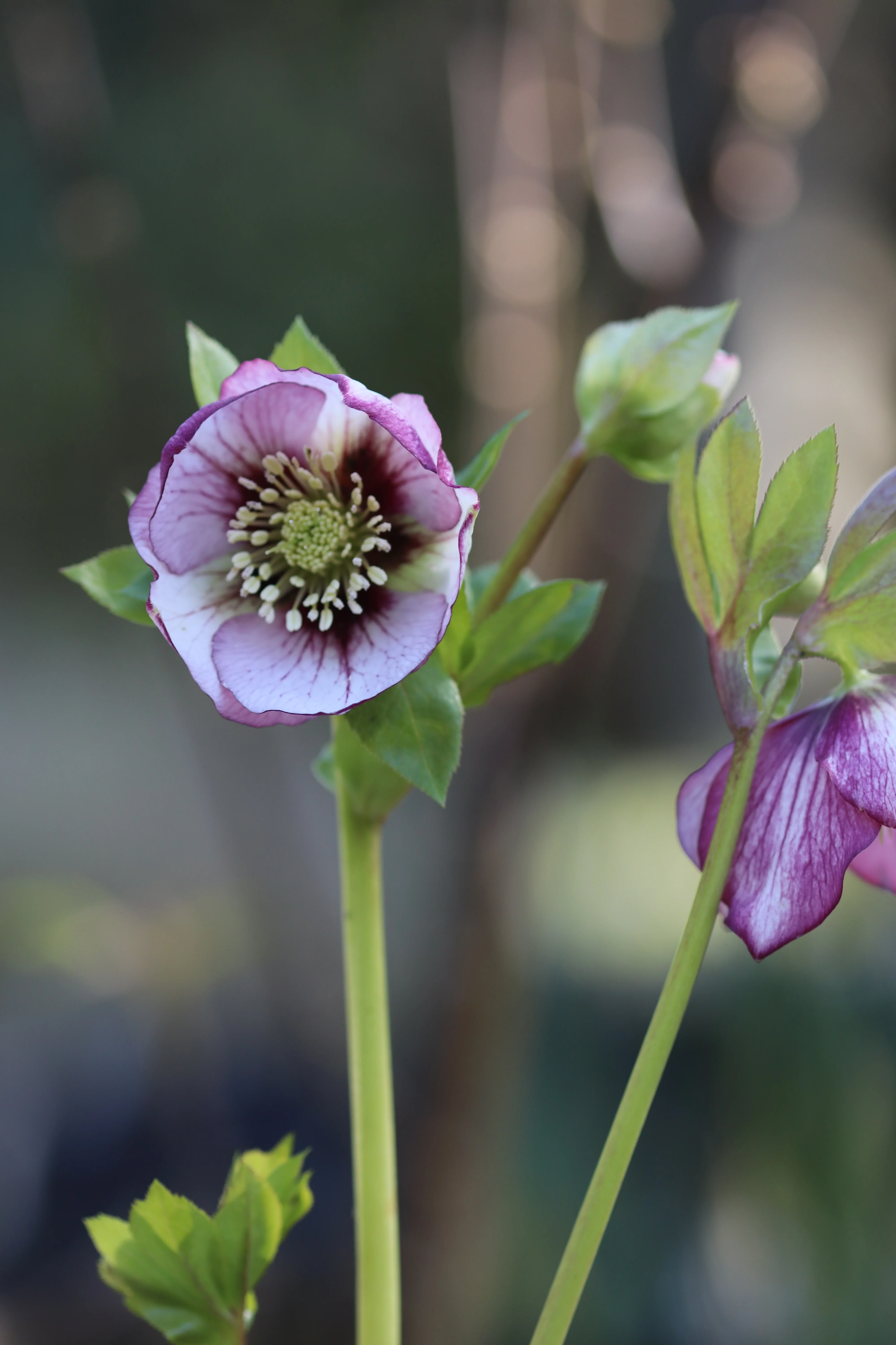 *RETAIL - Helleborus orientalis [Cistus Bicolor Pink]