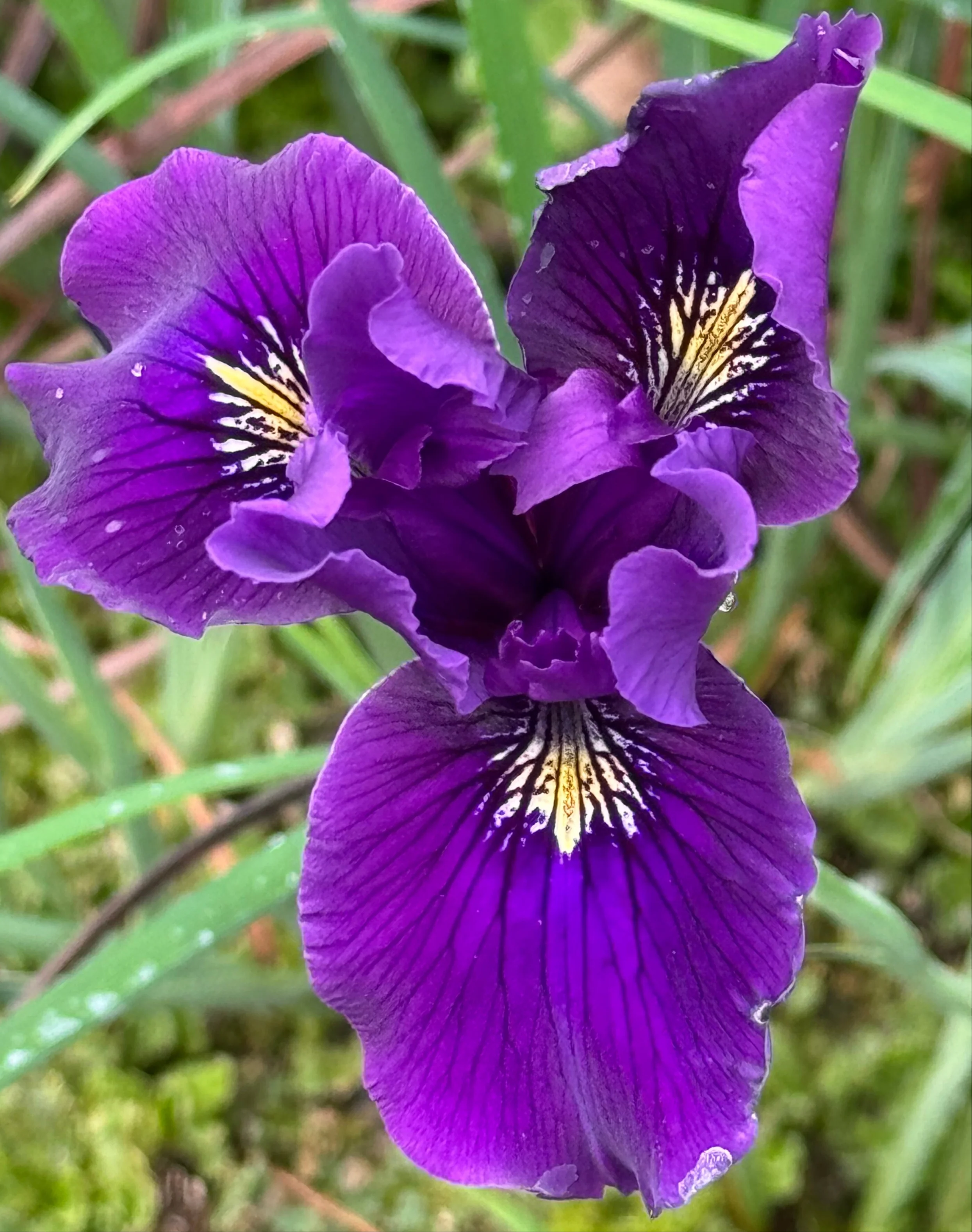 Iris 'Violet Queen' [Pacific Coast Hybrid]