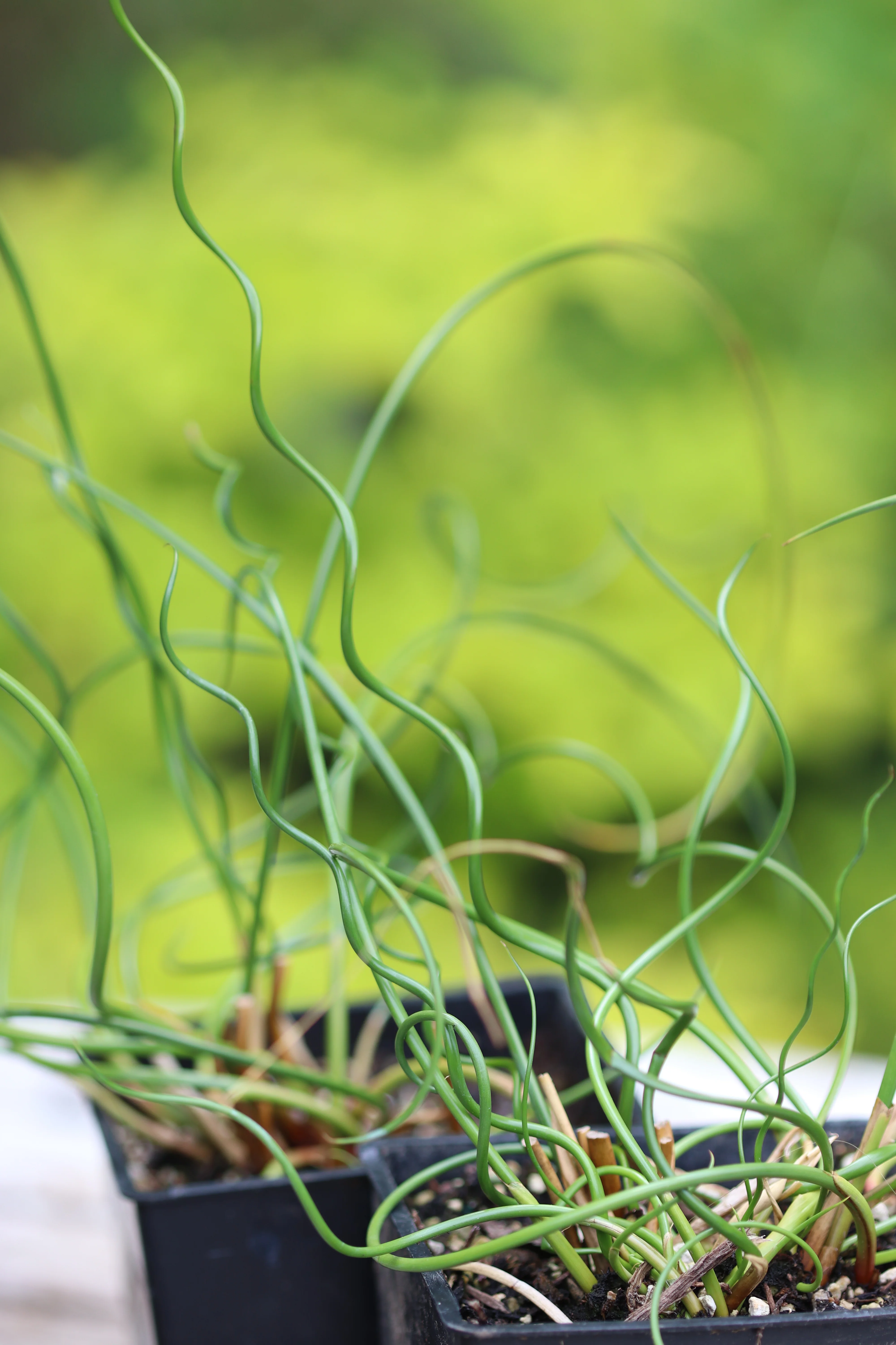 *RETAIL - Juncus effusus 'Spiralis' - Image 2