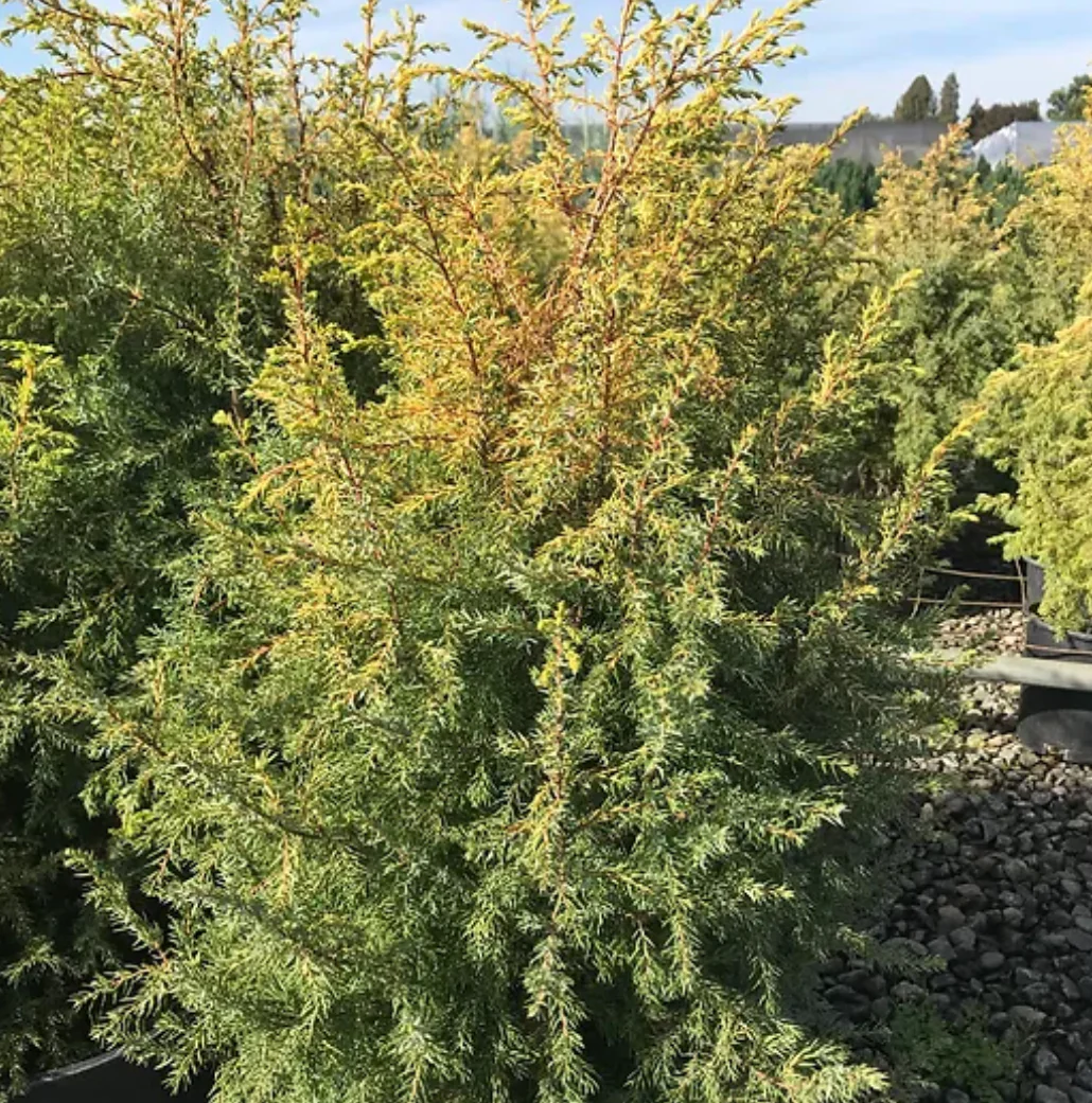*RETAIL - Juniperus communis 'Gold Cone'