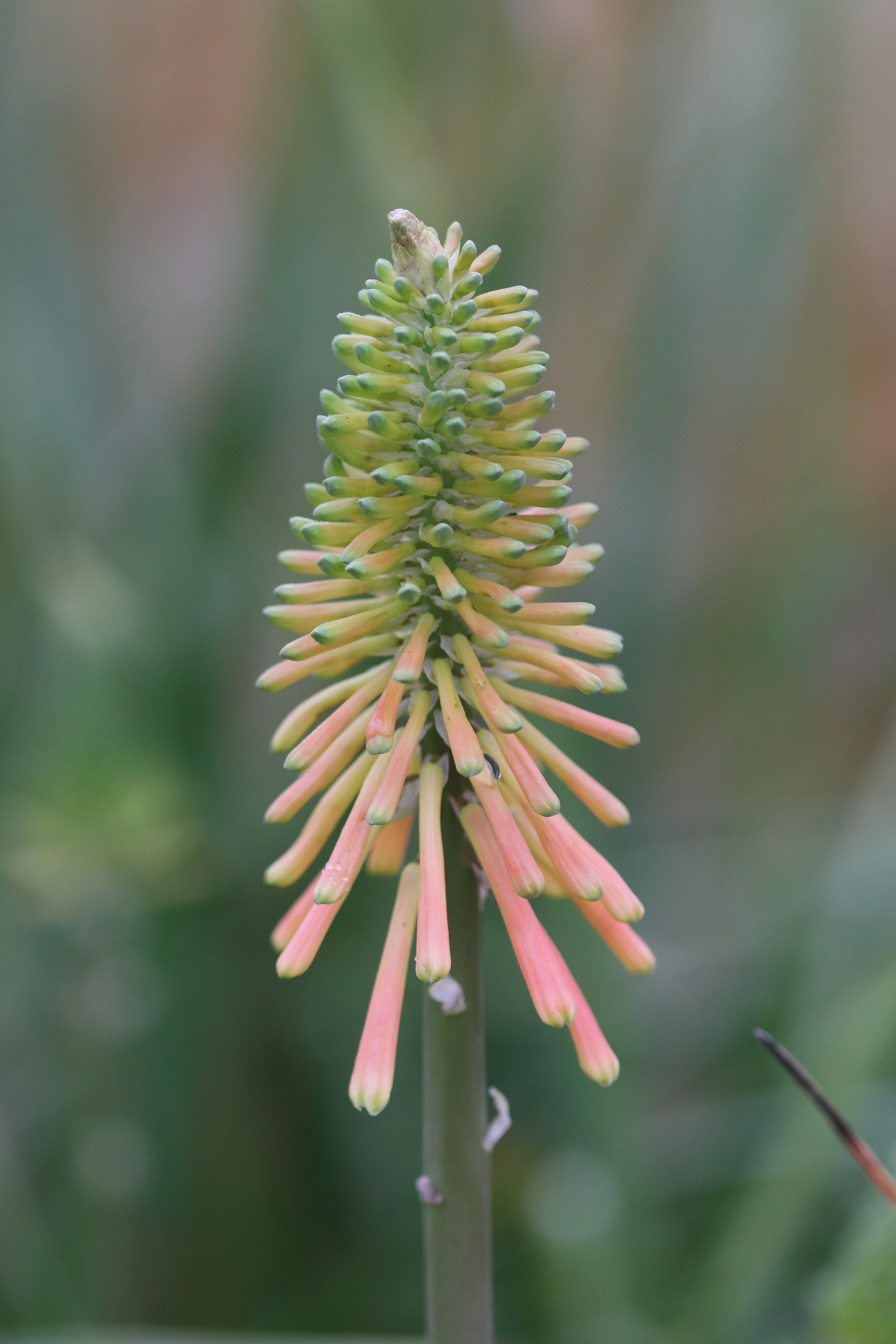 *RETAIL - Kniphofia 'Christmas Cheer' - Image 4