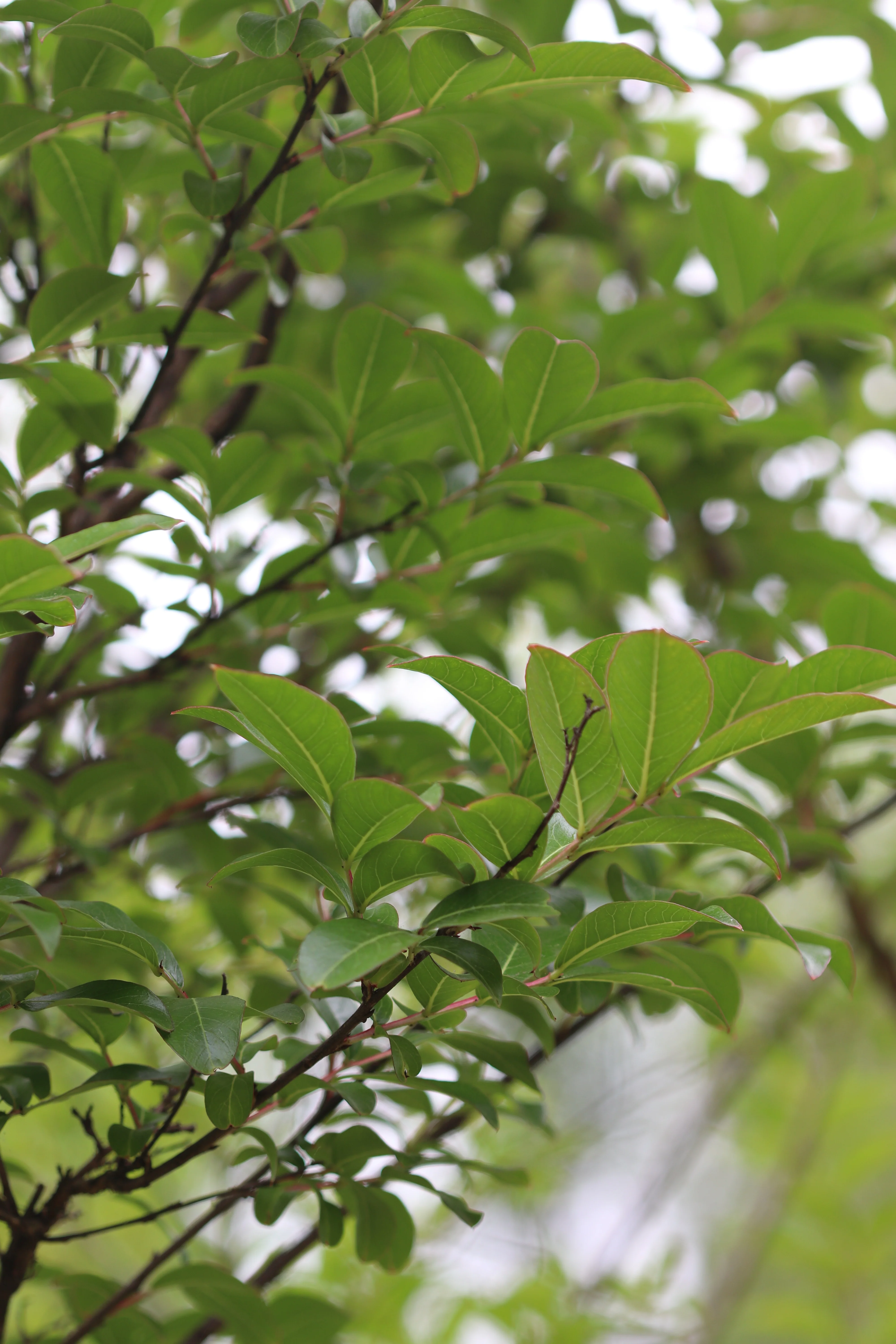 *RETAIL - Lagerstroemia 'Twilight' - Standard - Image 2