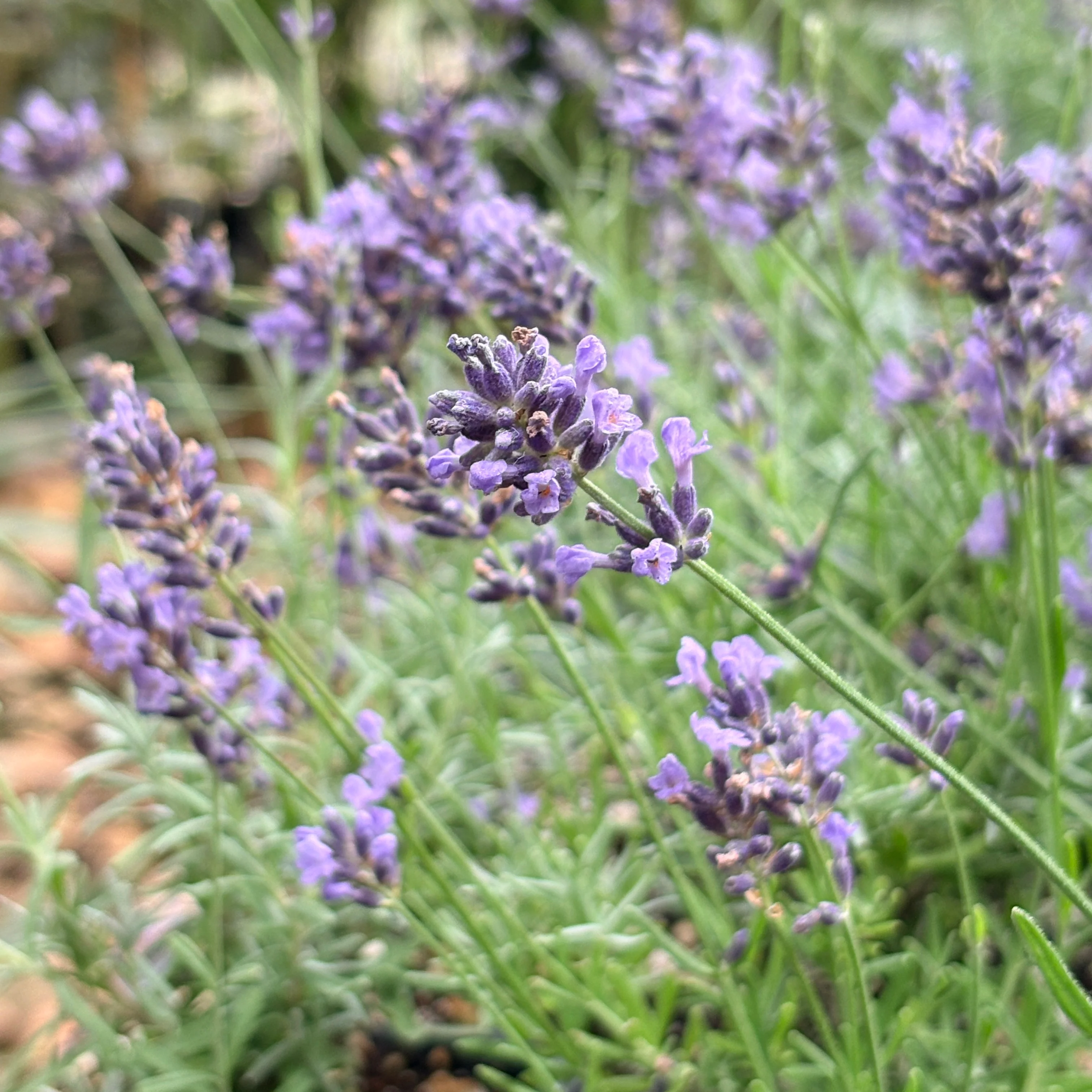 *RETAIL - Lavandula angustifolia 'Eunice' - Image 2