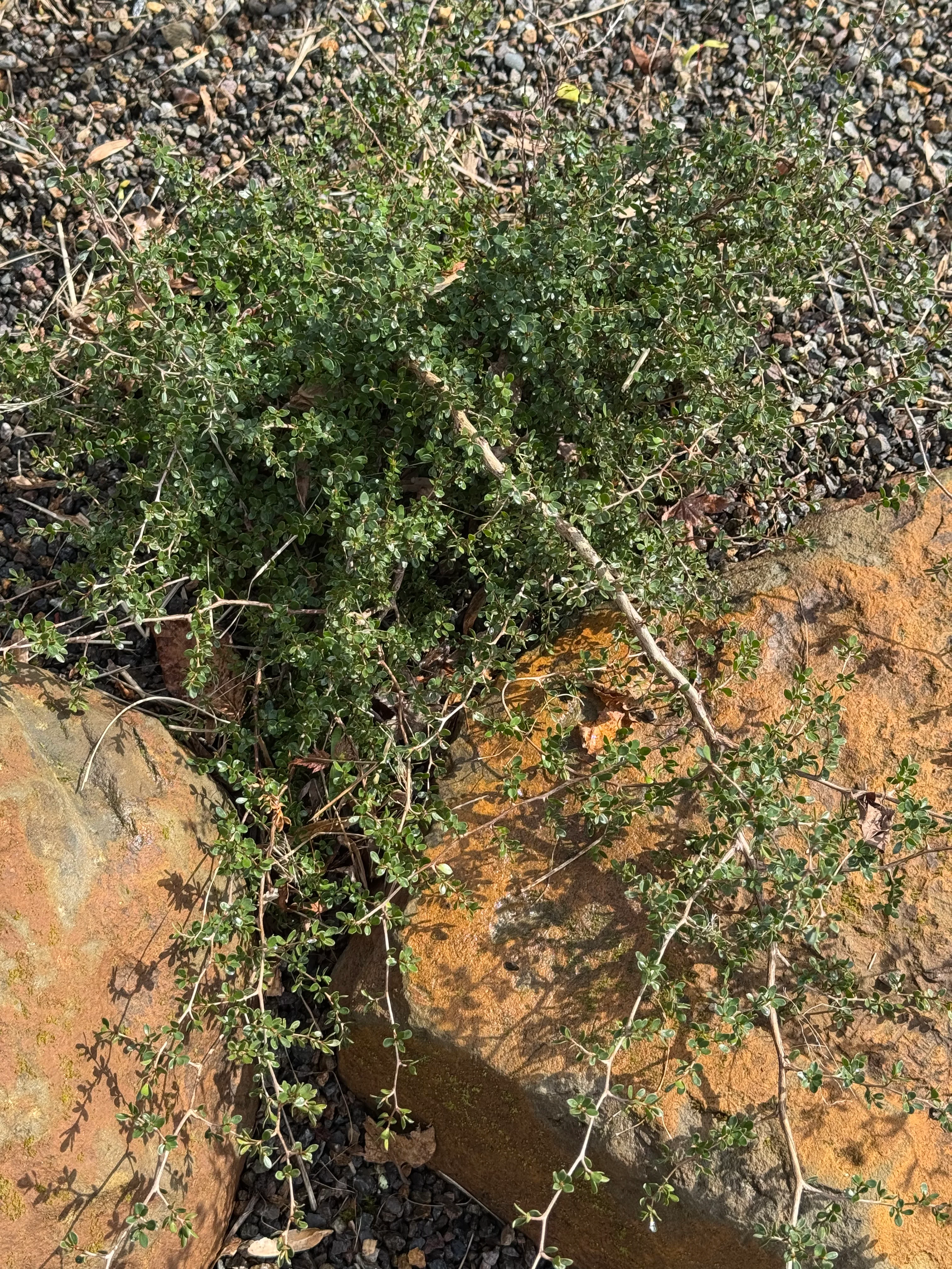 *RETAIL - Leptospermum humifusum 'Squiggly'