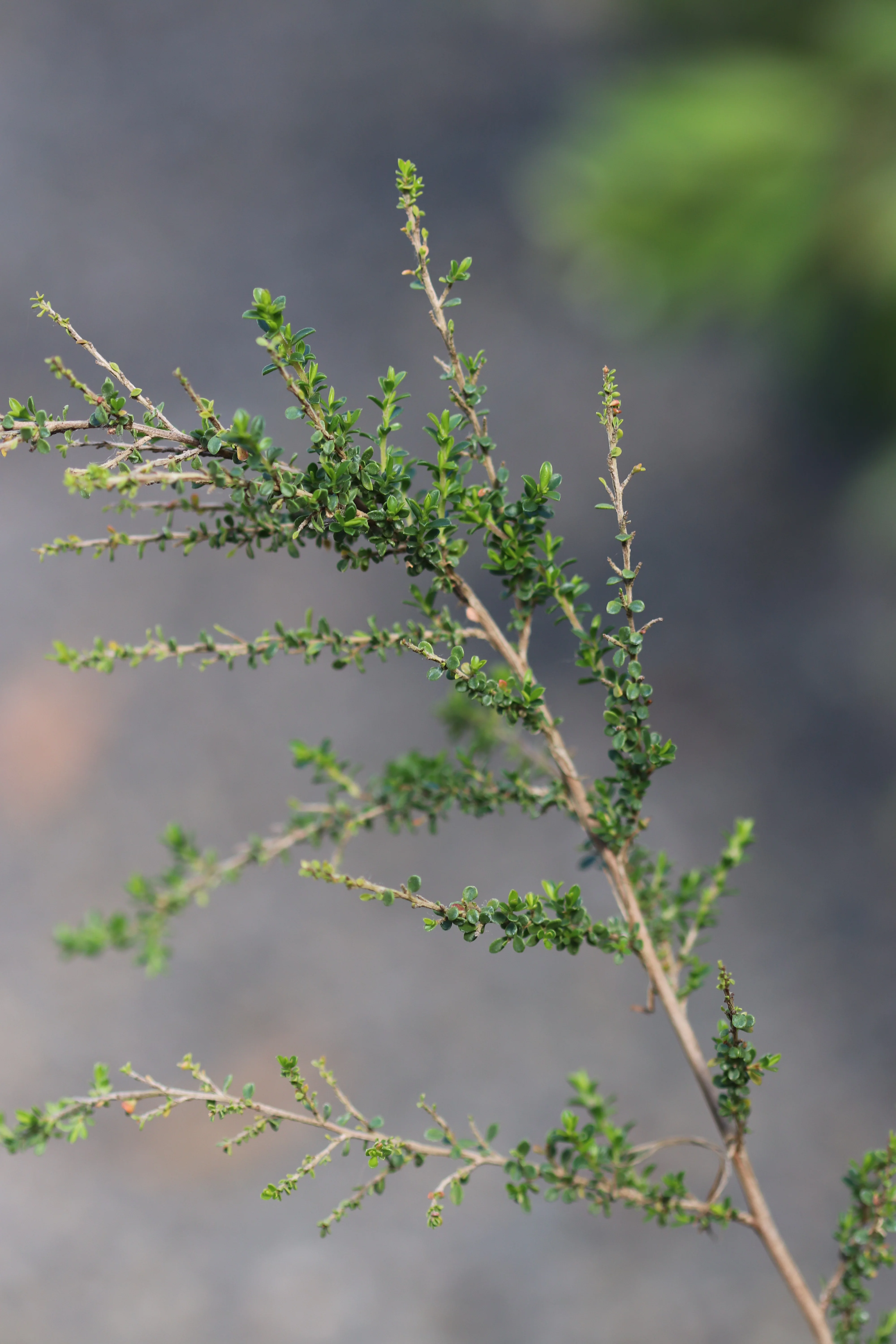 *RETAIL - Leptospermum liversidgei - Image 2
