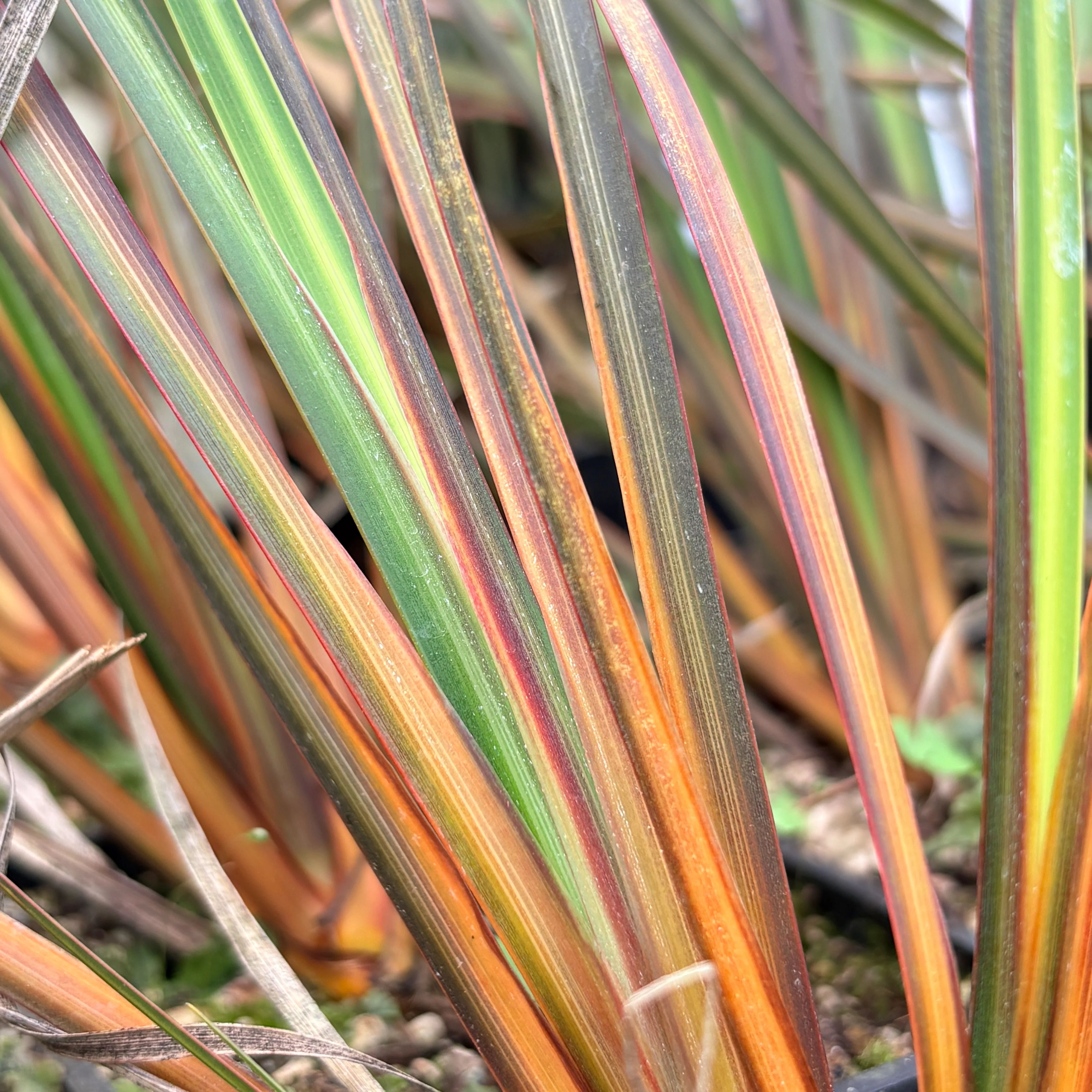 *RETAIL - Libertia ixioides 'Taupo After Dark'