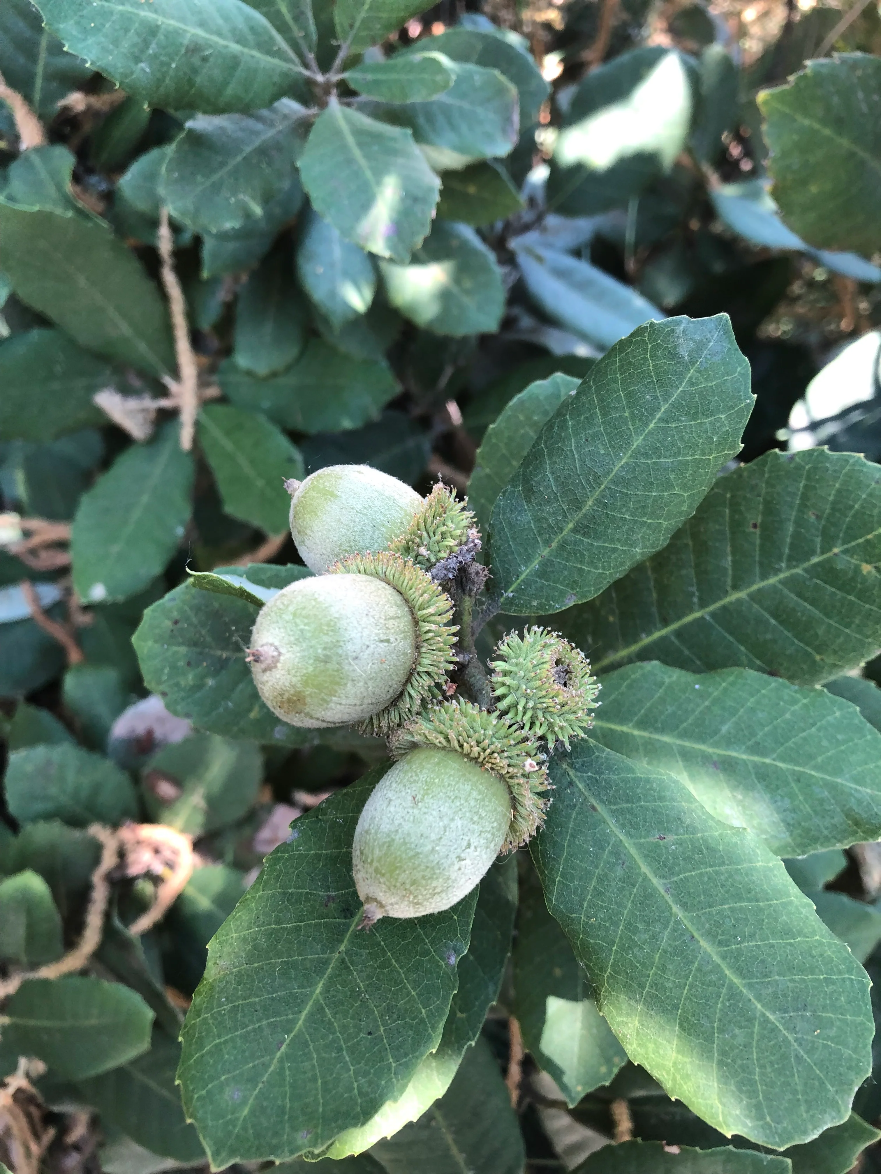 *RETAIL - Notholithocarpus densiflorus [intermediate form]