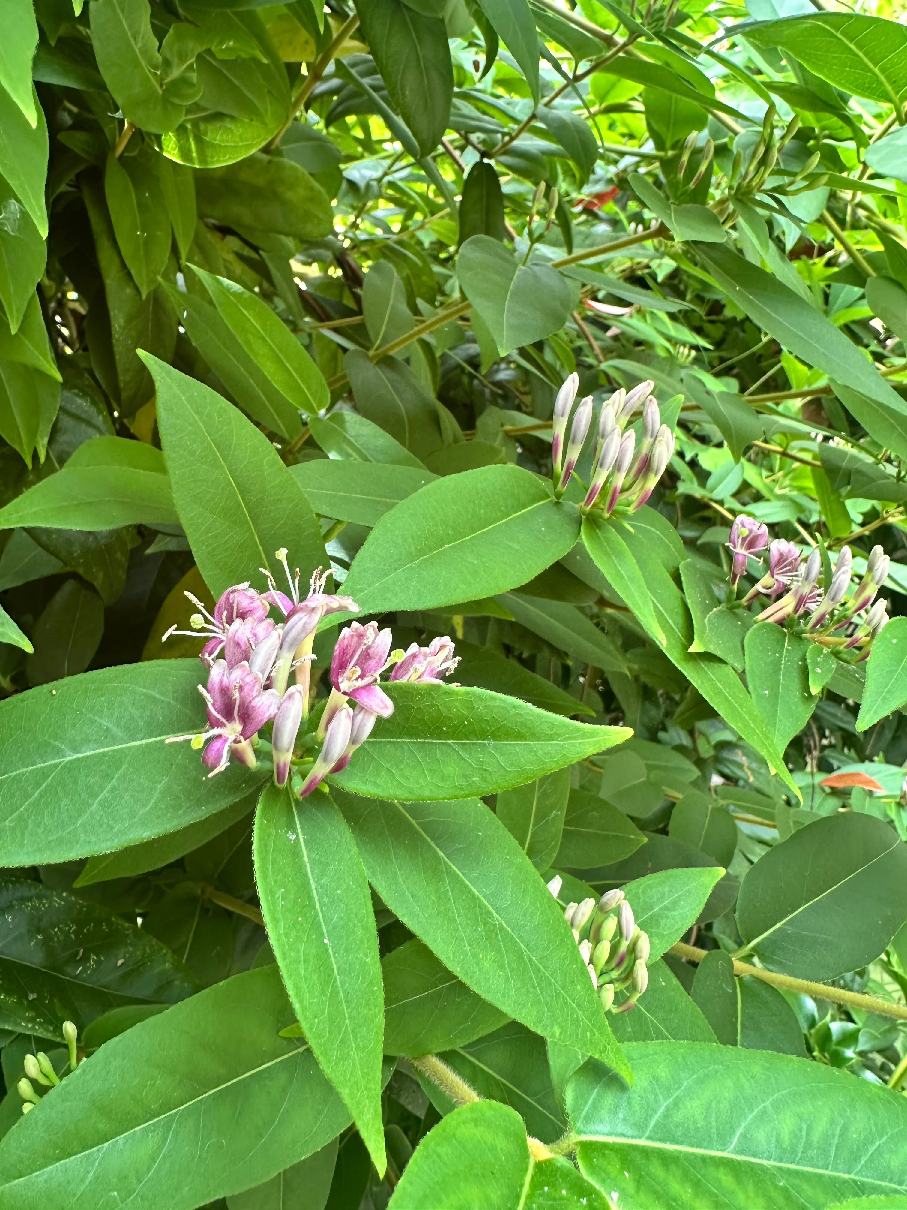 *RETAIL - Lonicera acuminata - Image 2