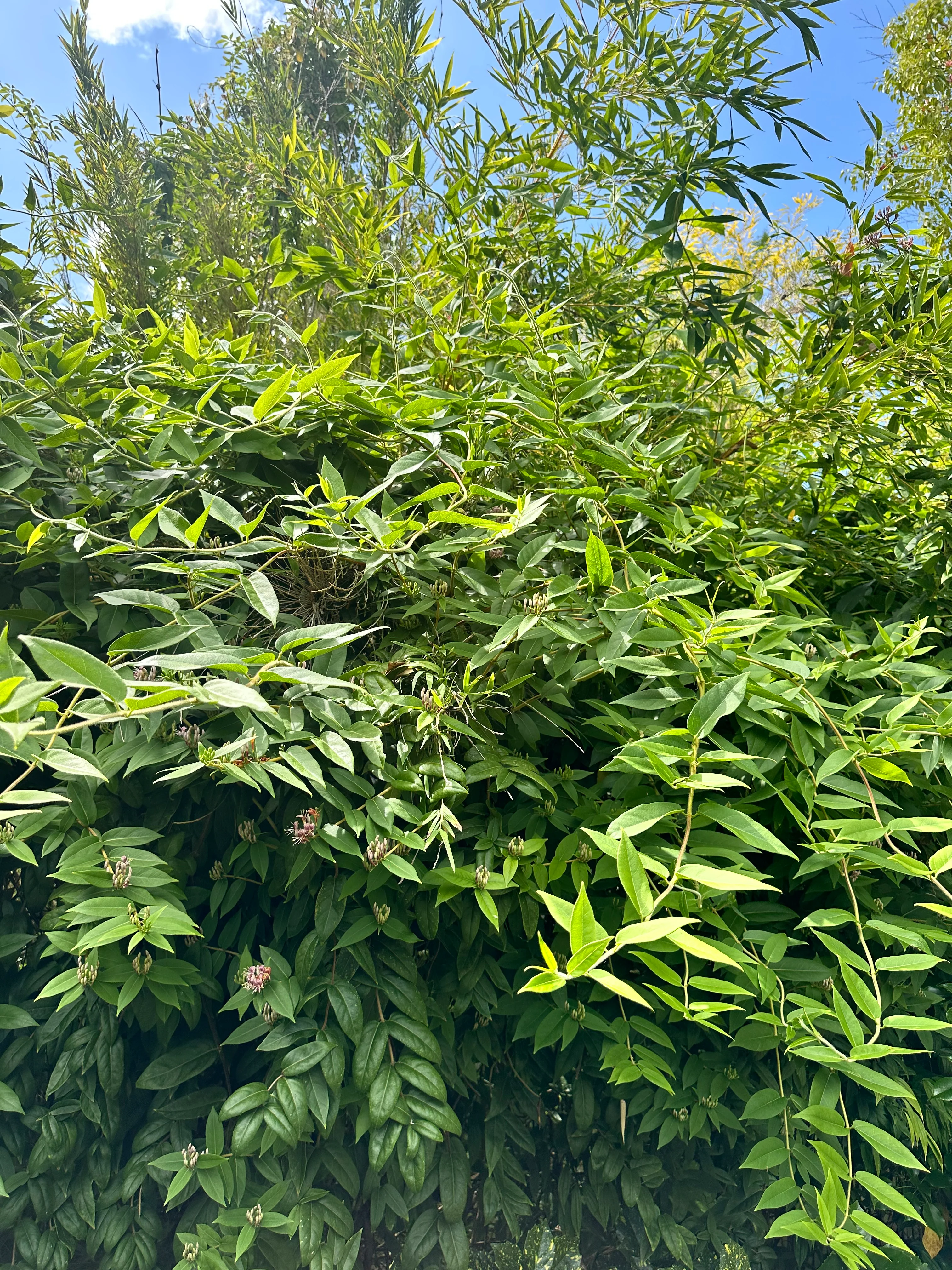 *RETAIL - Lonicera acuminata - Image 3