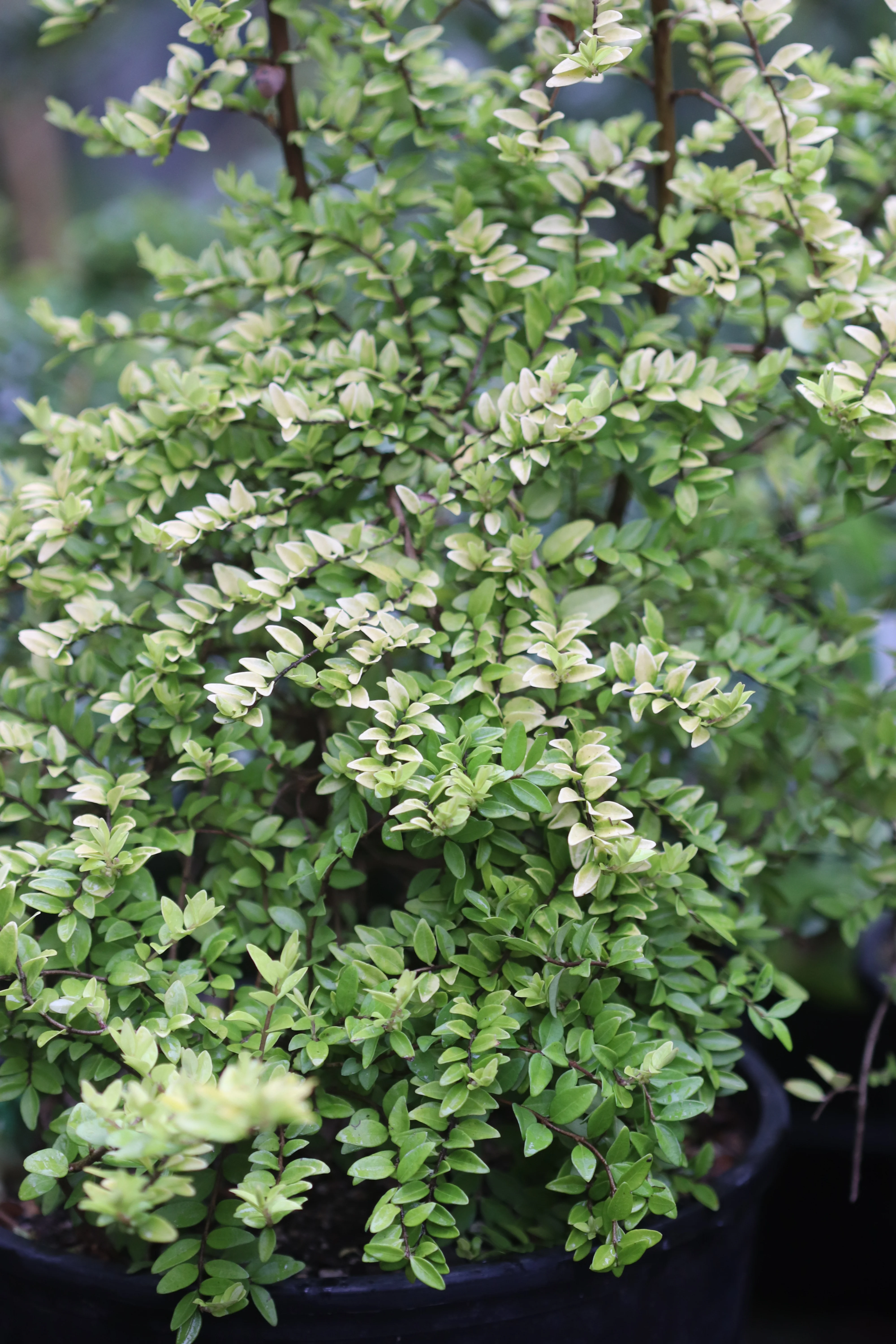 *RETAIL - Lonicera nitida 'All Gold Sport'