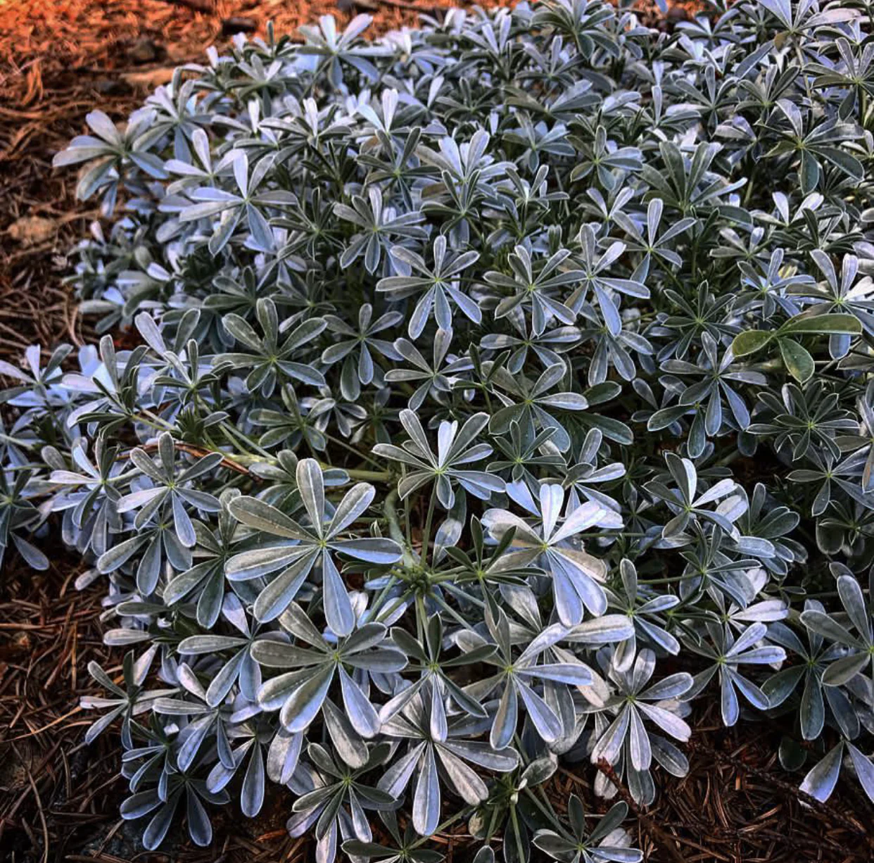 *RETAIL - Lupinus albifrons - Image 2