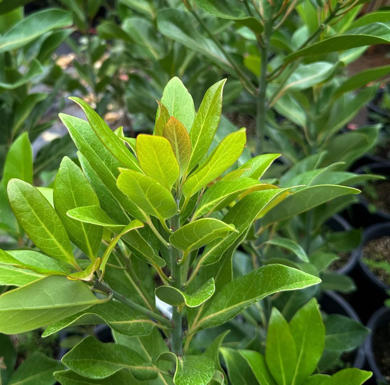 *RETAIL - Machilus thunbergii - Image 4