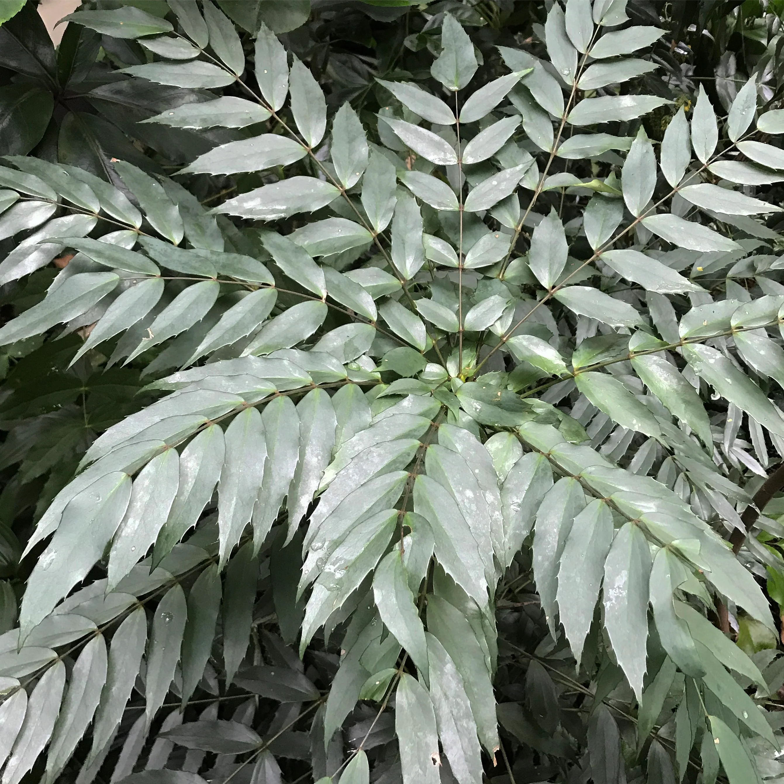 Mahonia eurybracteata ‘Cistus Silvers’