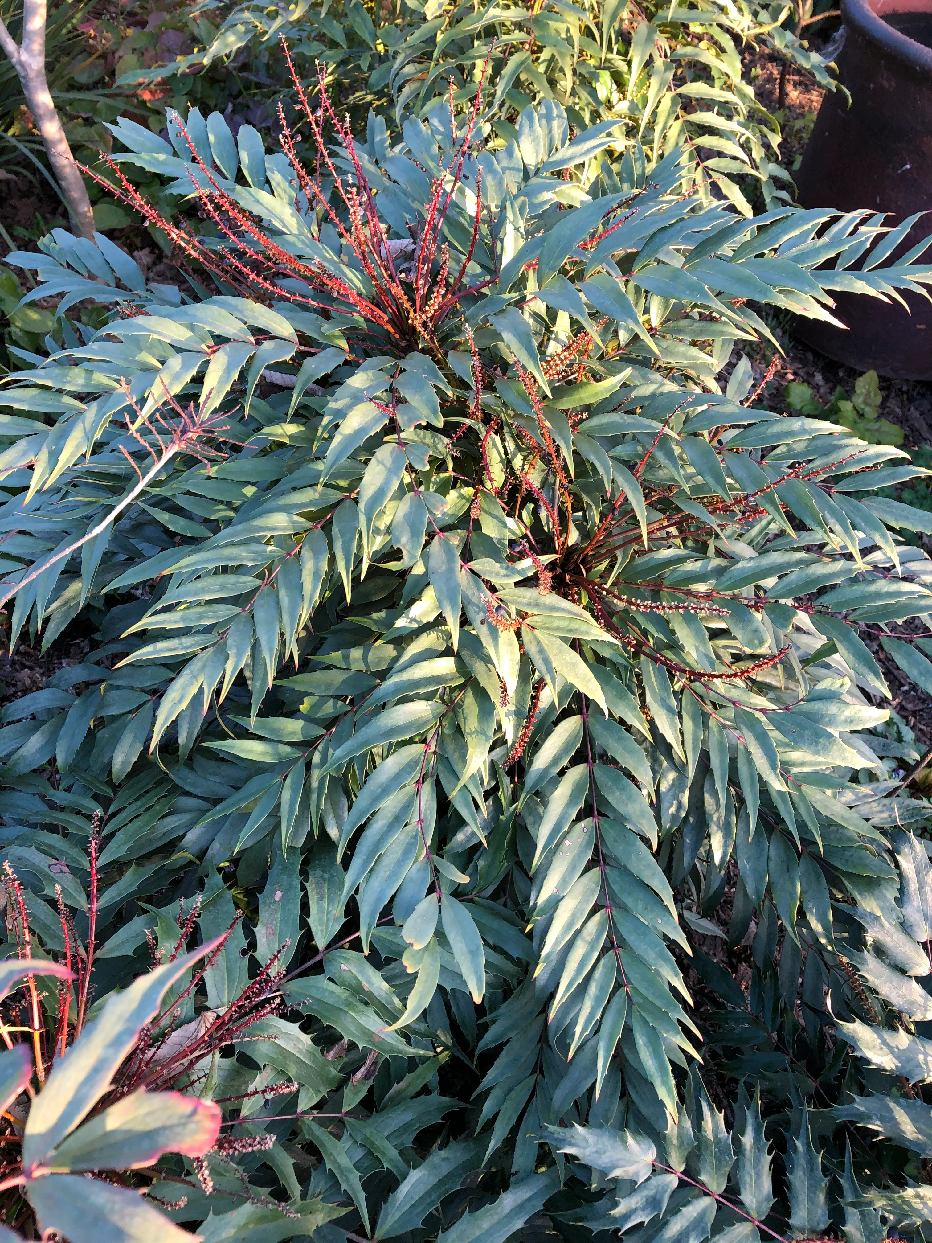 Mahonia eurybracteata ‘Cistus Silvers’ - Image 3