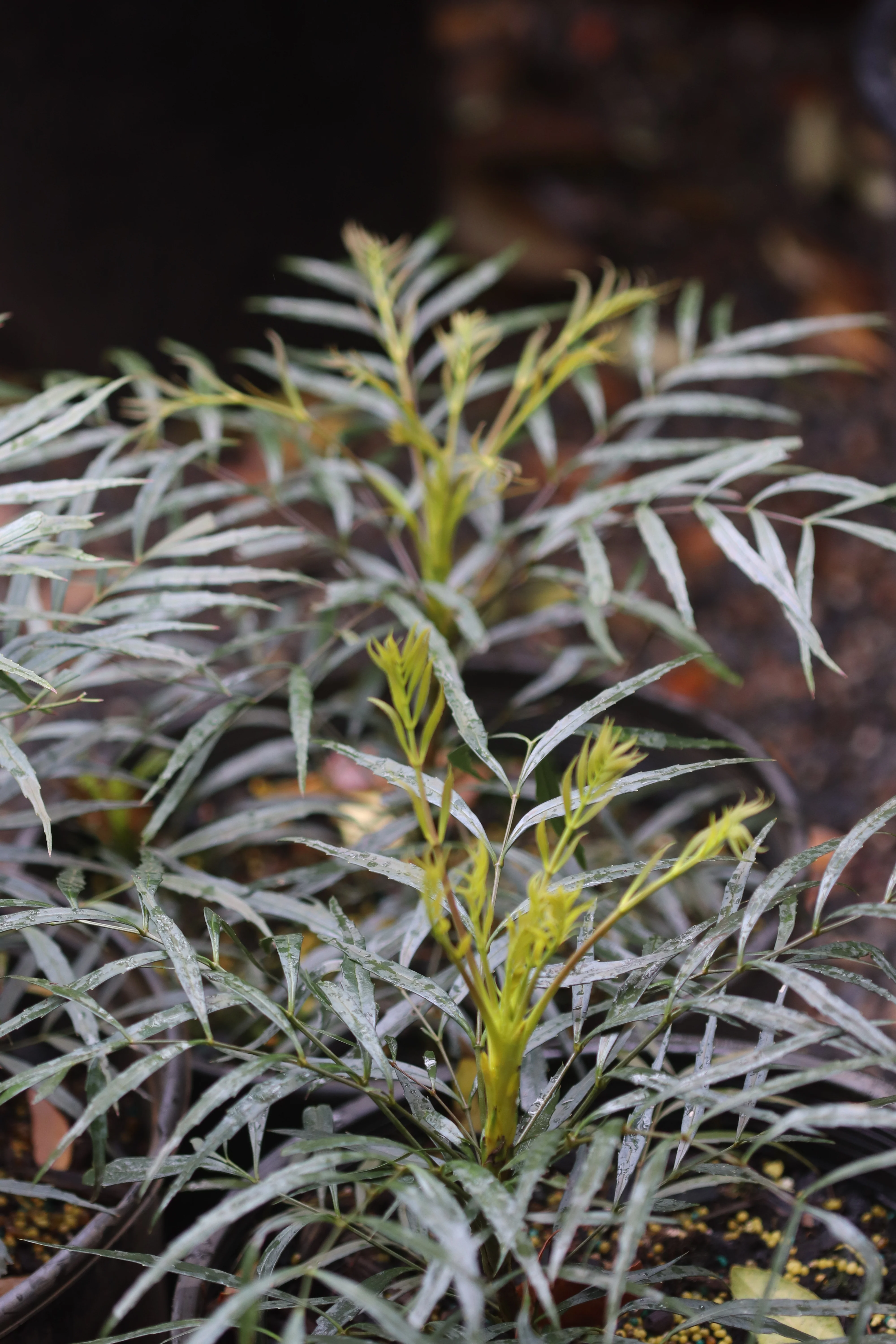 *RETAIL - Mahonia eurybracteata [SC seedlings]