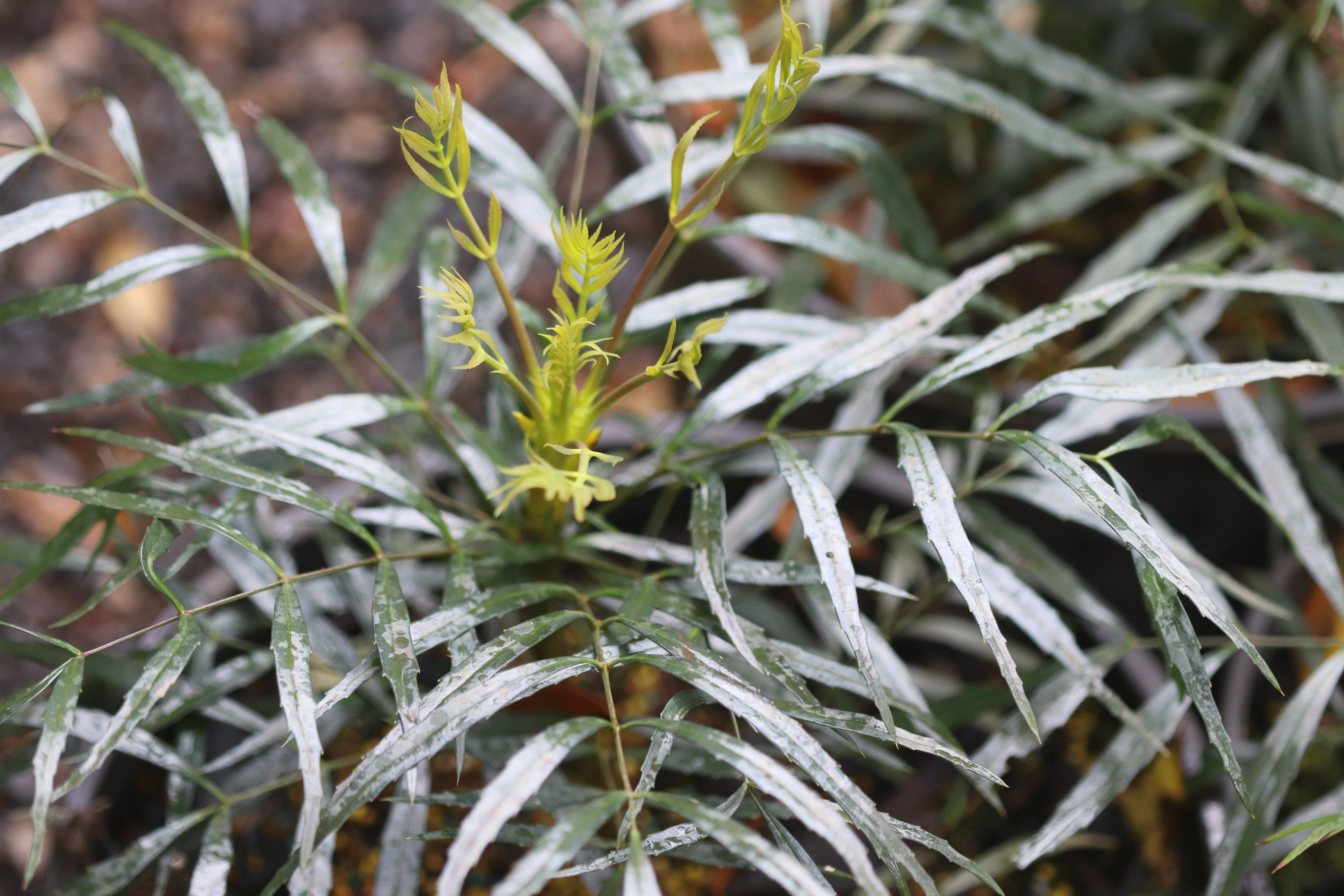 *RETAIL - Mahonia eurybracteata [SC seedlings] - Image 2