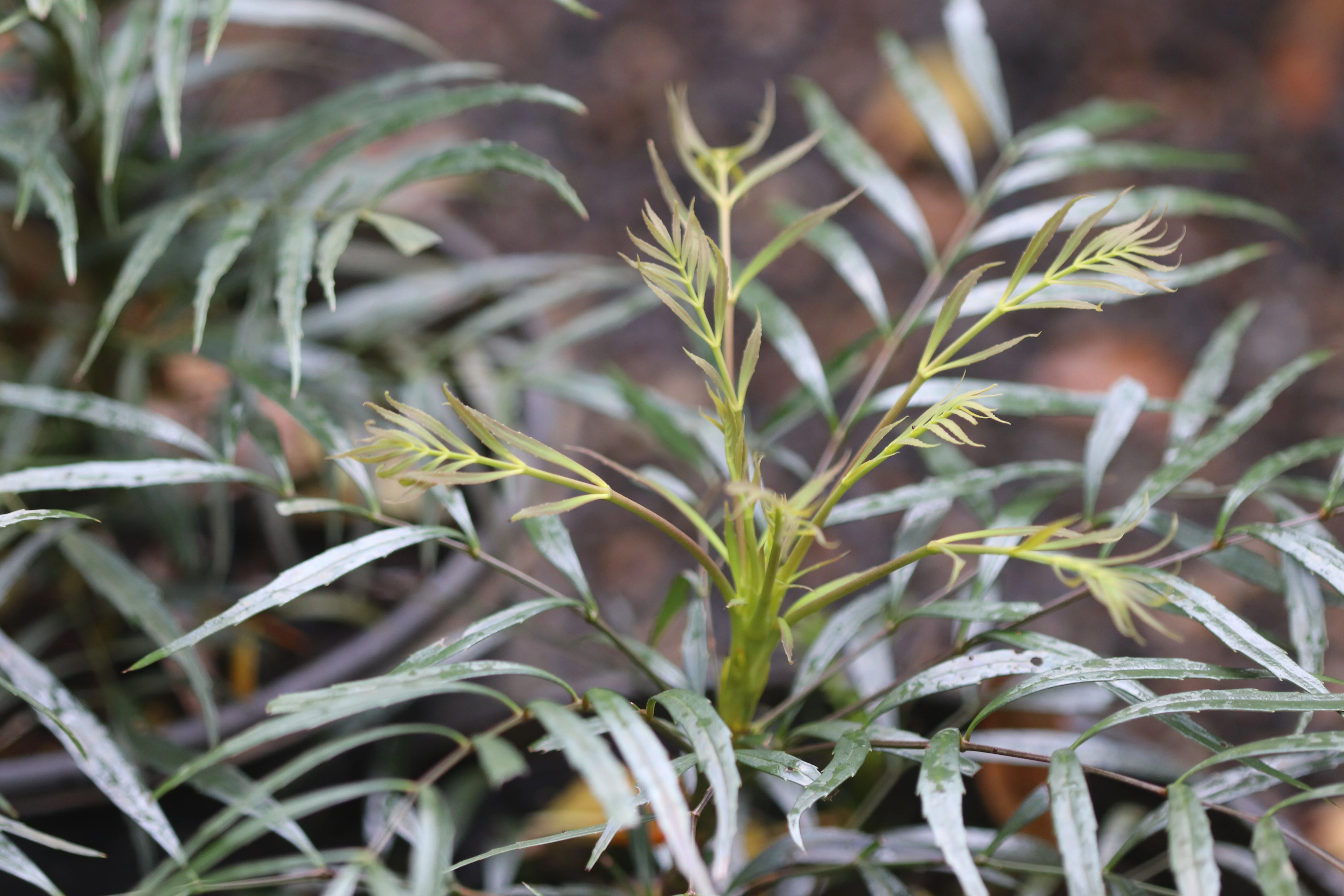 *RETAIL - Mahonia eurybracteata [SC seedlings] - Image 3