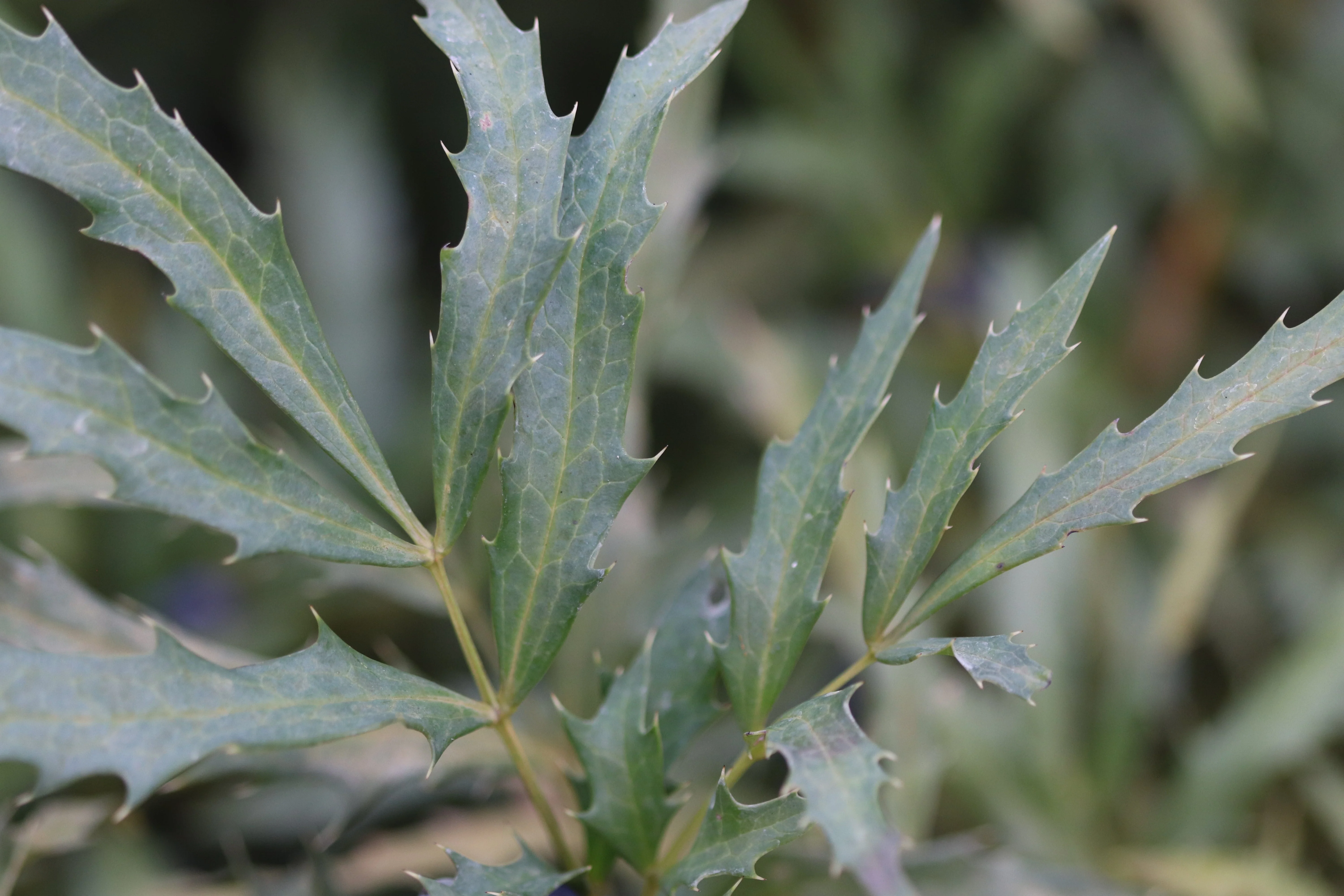 *RETAIL - Mahonia fortunei [DJHC] - Image 3