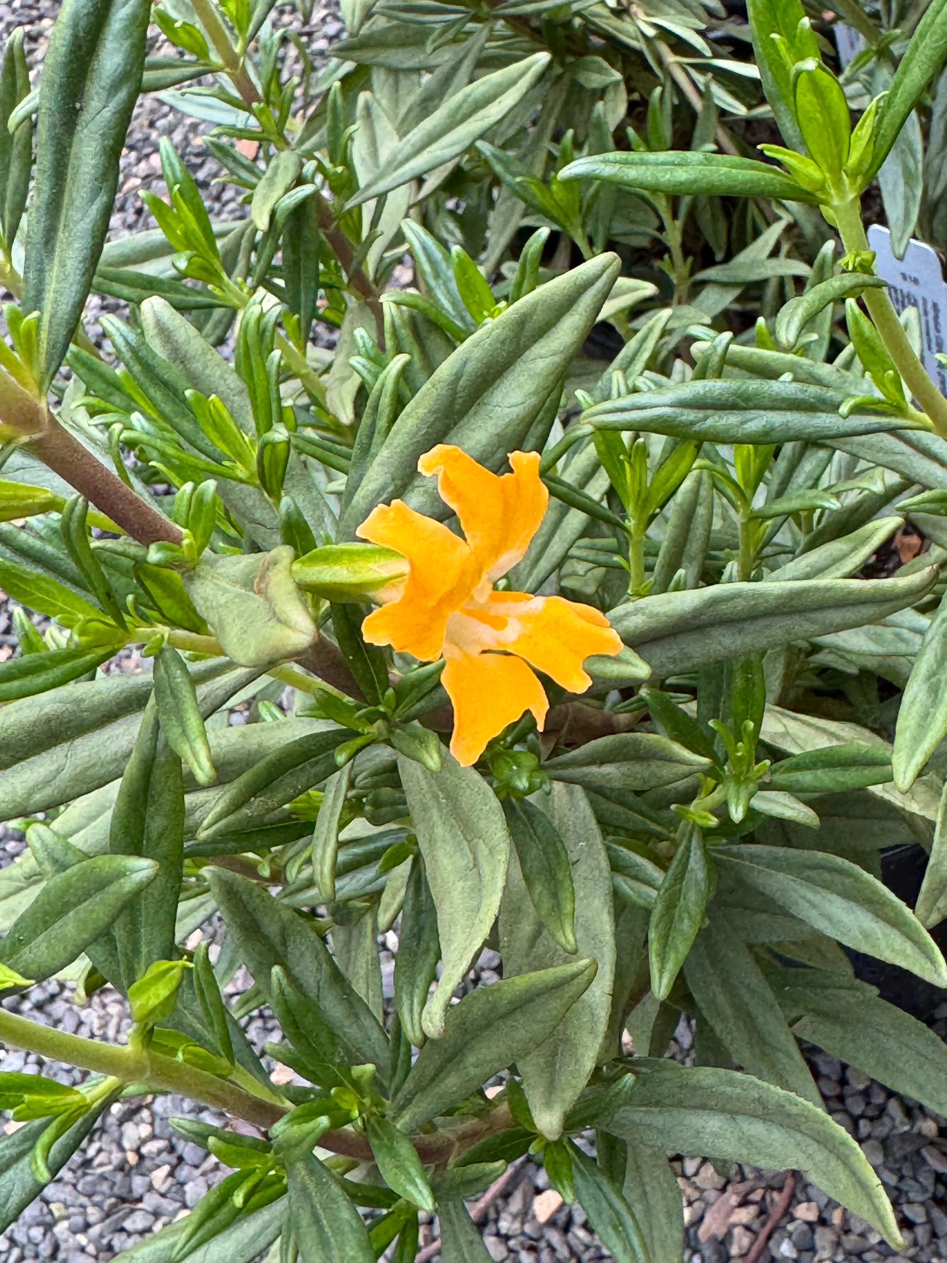 *RETAIL - Mimulus grandiflorus 'Ray Collett'