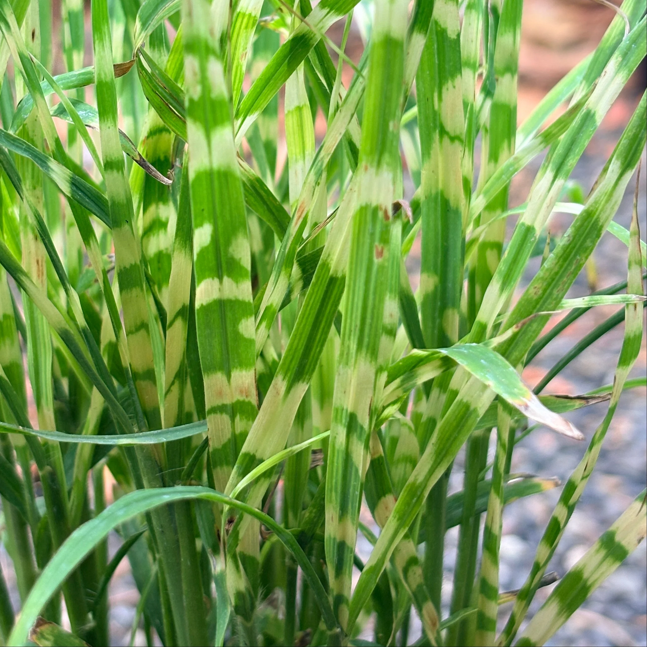 *RETAIL - Miscanthus sinensis 'Gold Bar'