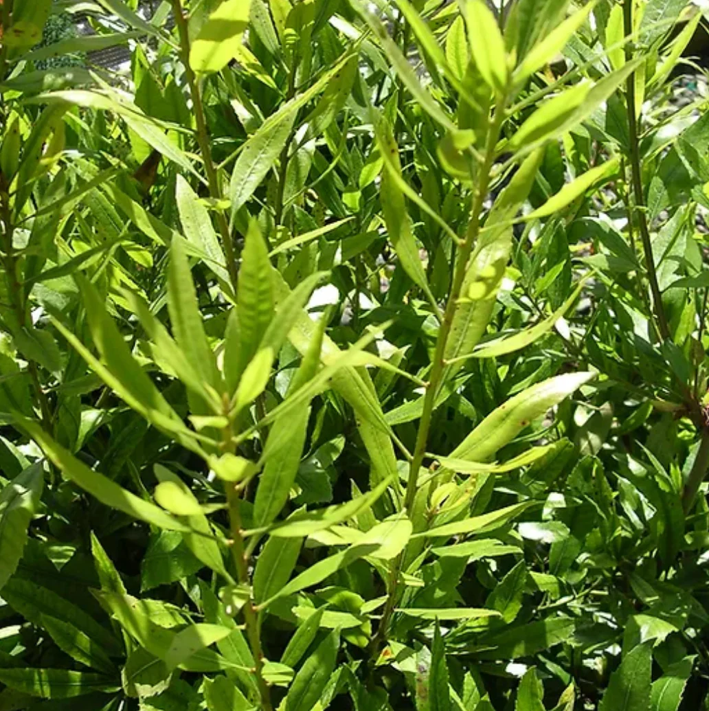 *RETAIL - Morella [Myrica] californica - Image 2