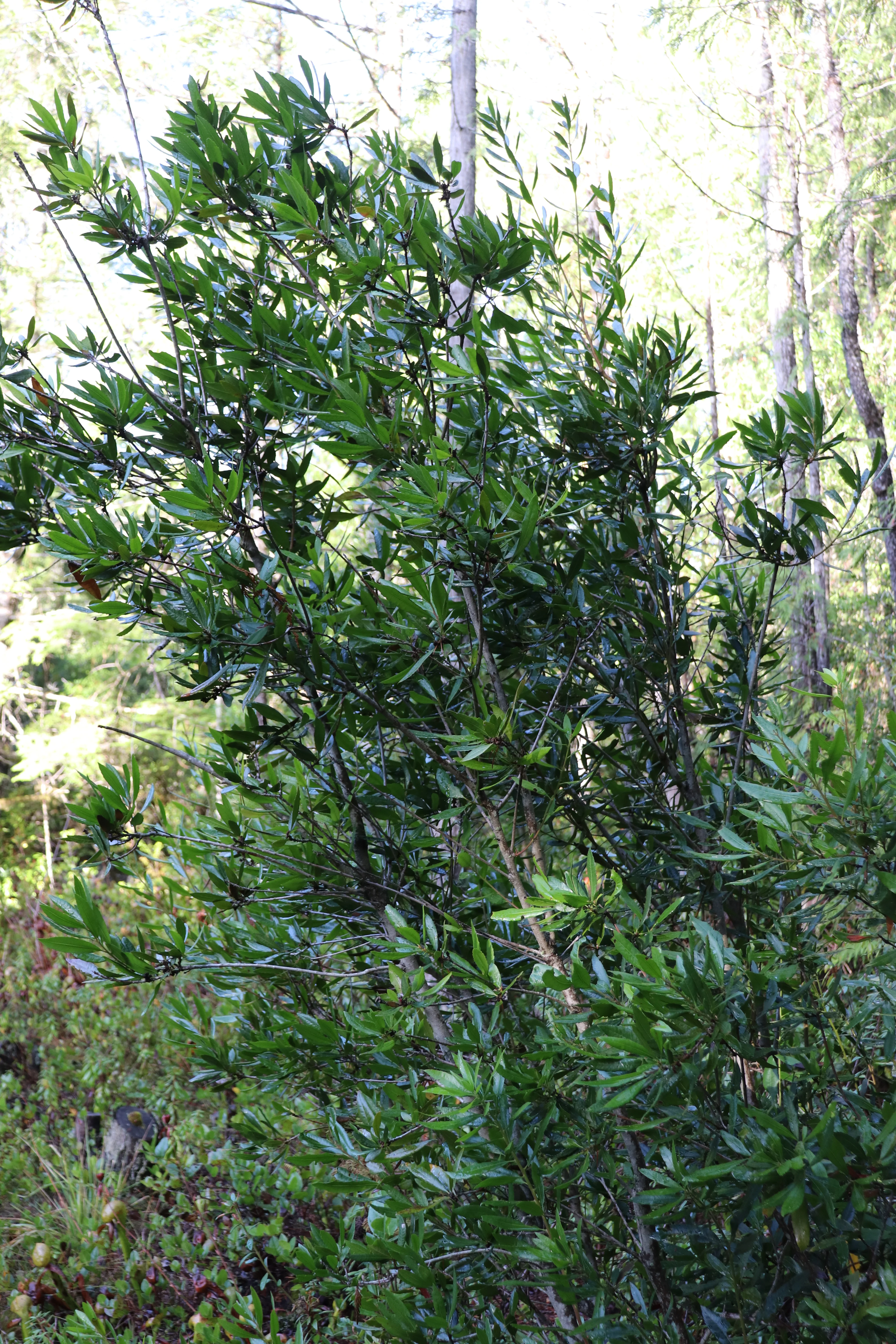 *RETAIL - Morella [Myrica] californica - Image 3