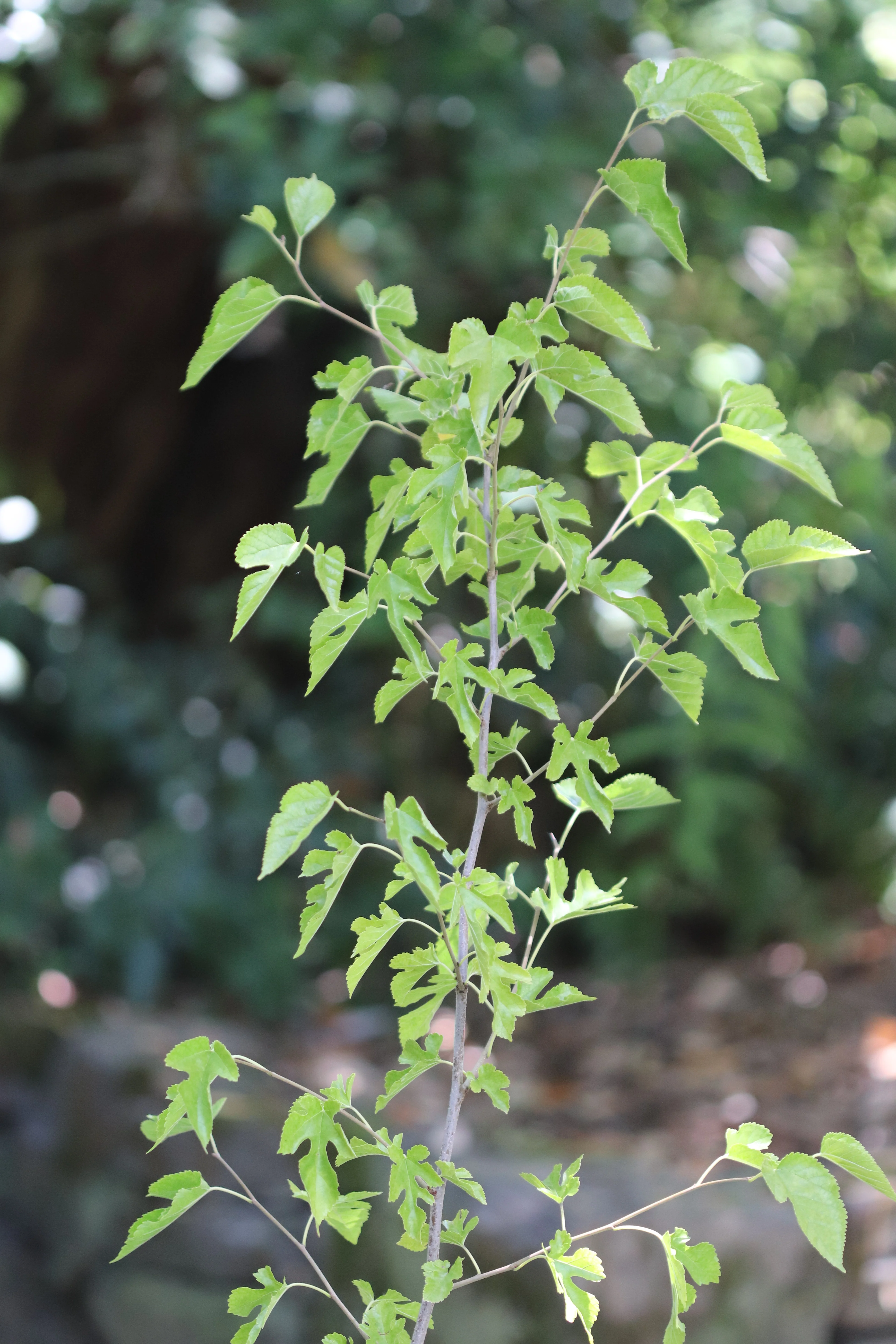 *RETAIL - Morus alba 'Doug's Dwarf'