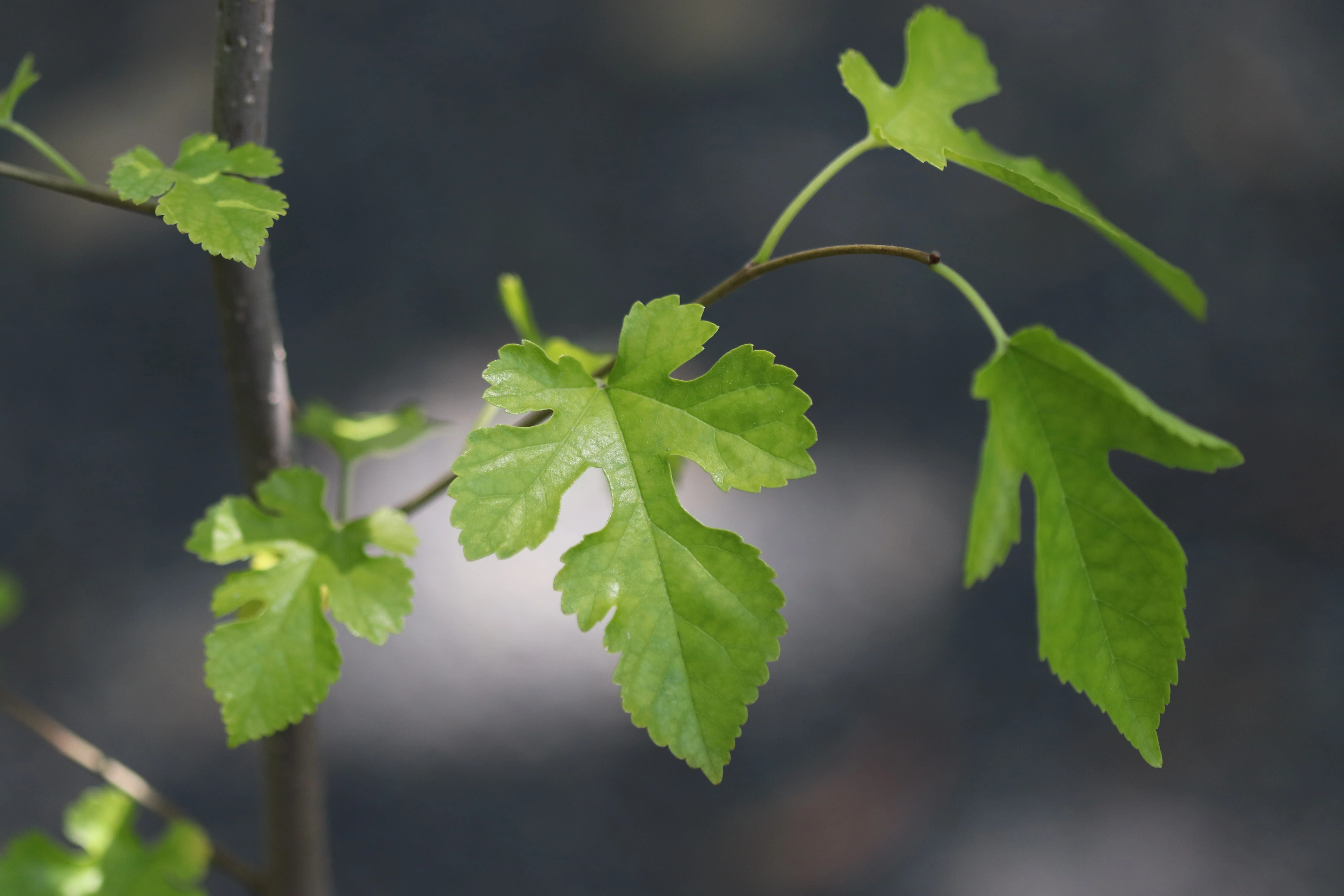 *RETAIL - Morus alba 'Doug's Dwarf' - Image 2
