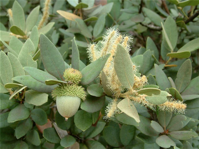 *RETAIL - Notholithocarpus densiflorus [intermediate form]