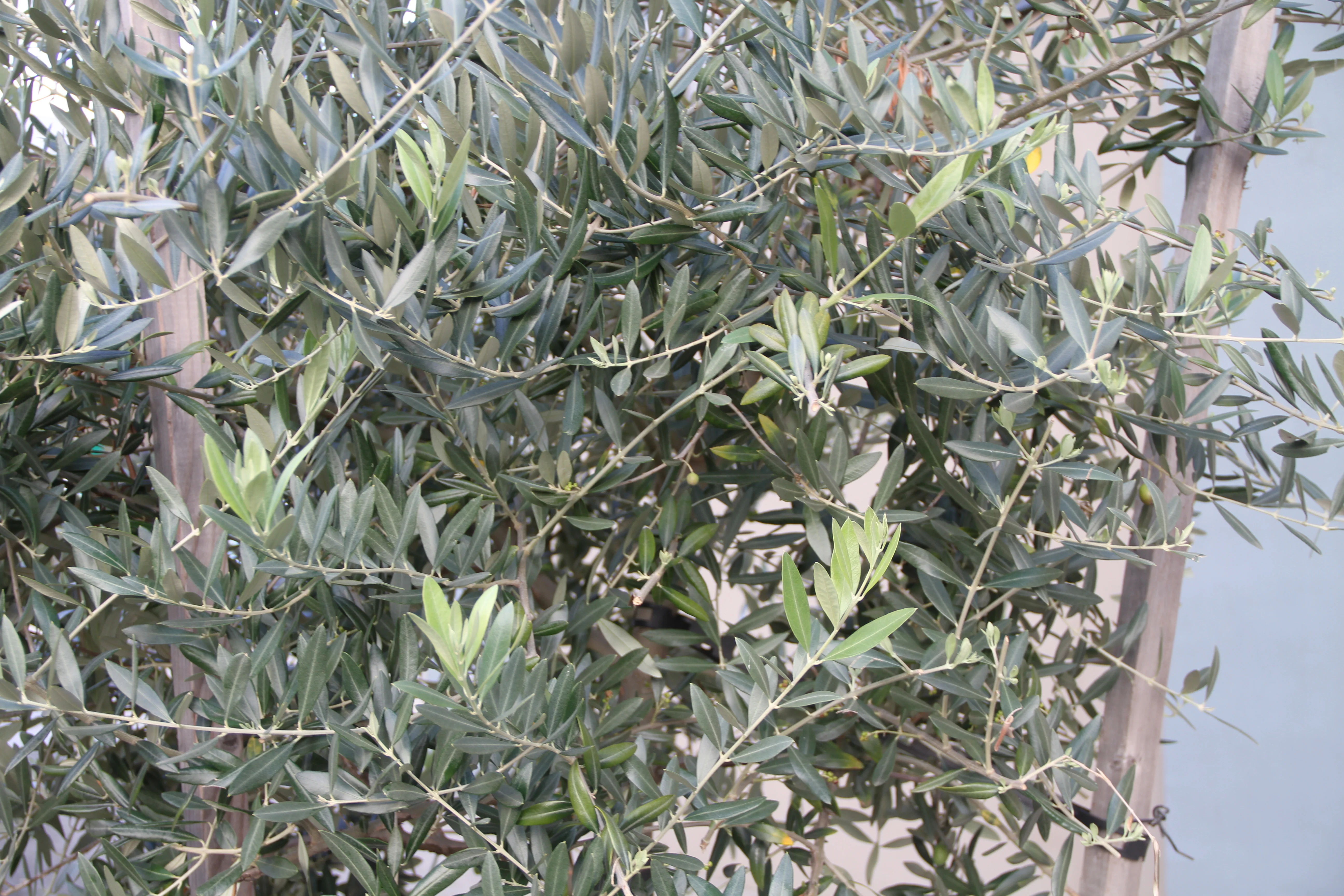 *RETAIL - Olea europaea - 11th Avenue - Image 2