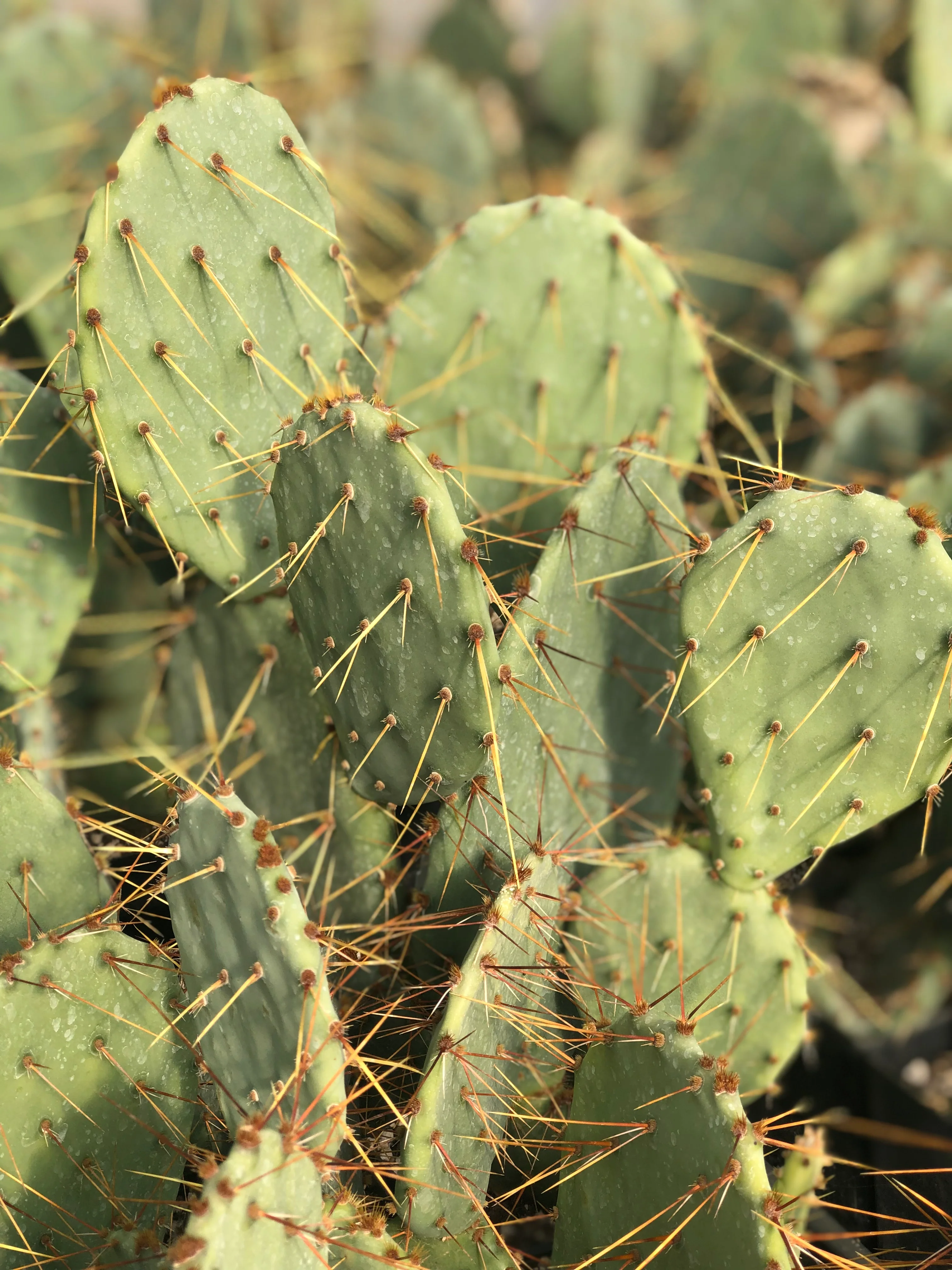 Opuntia engelmannii - golden spined