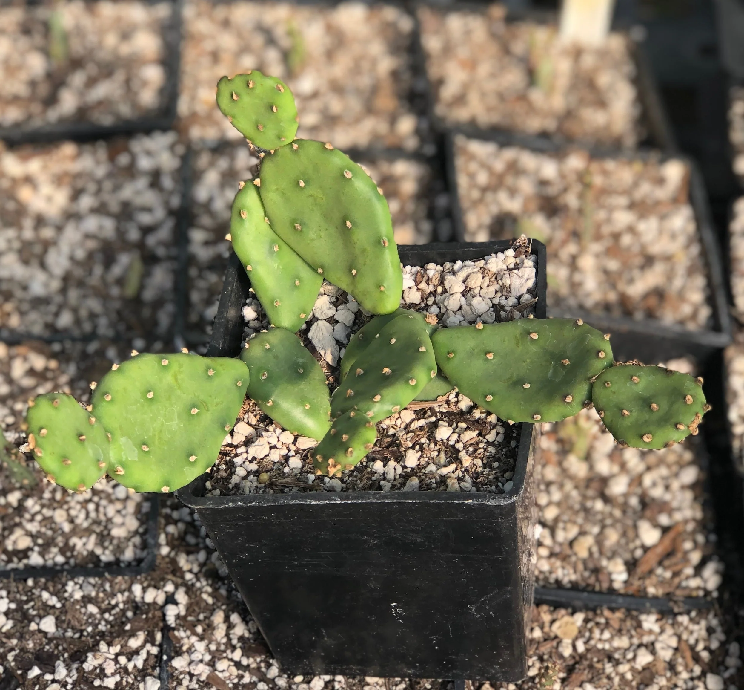 *RETAIL - Opuntia humifusa - dwarf from Claude Barr - Image 3