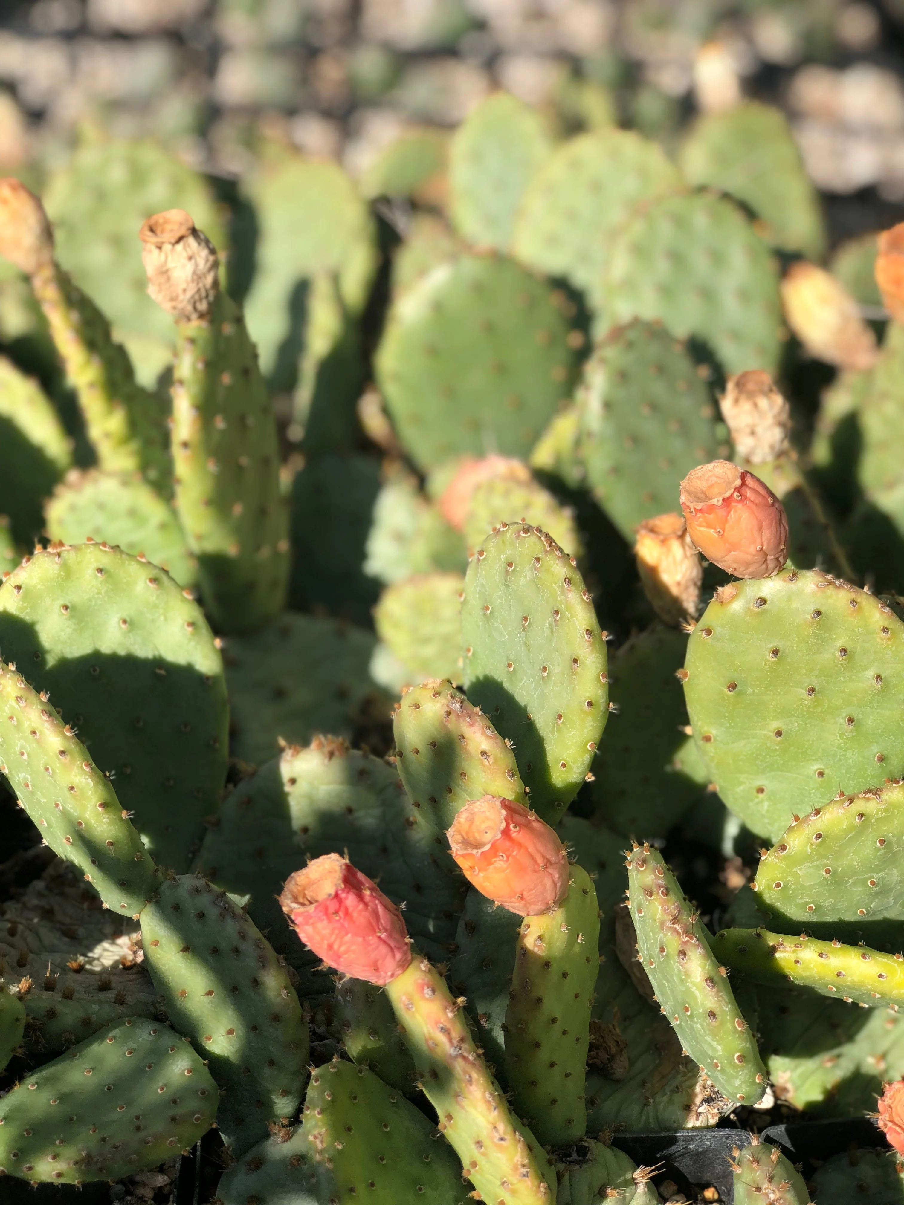 *RETAIL - Opuntia humifusa - North Carolina - Image 2