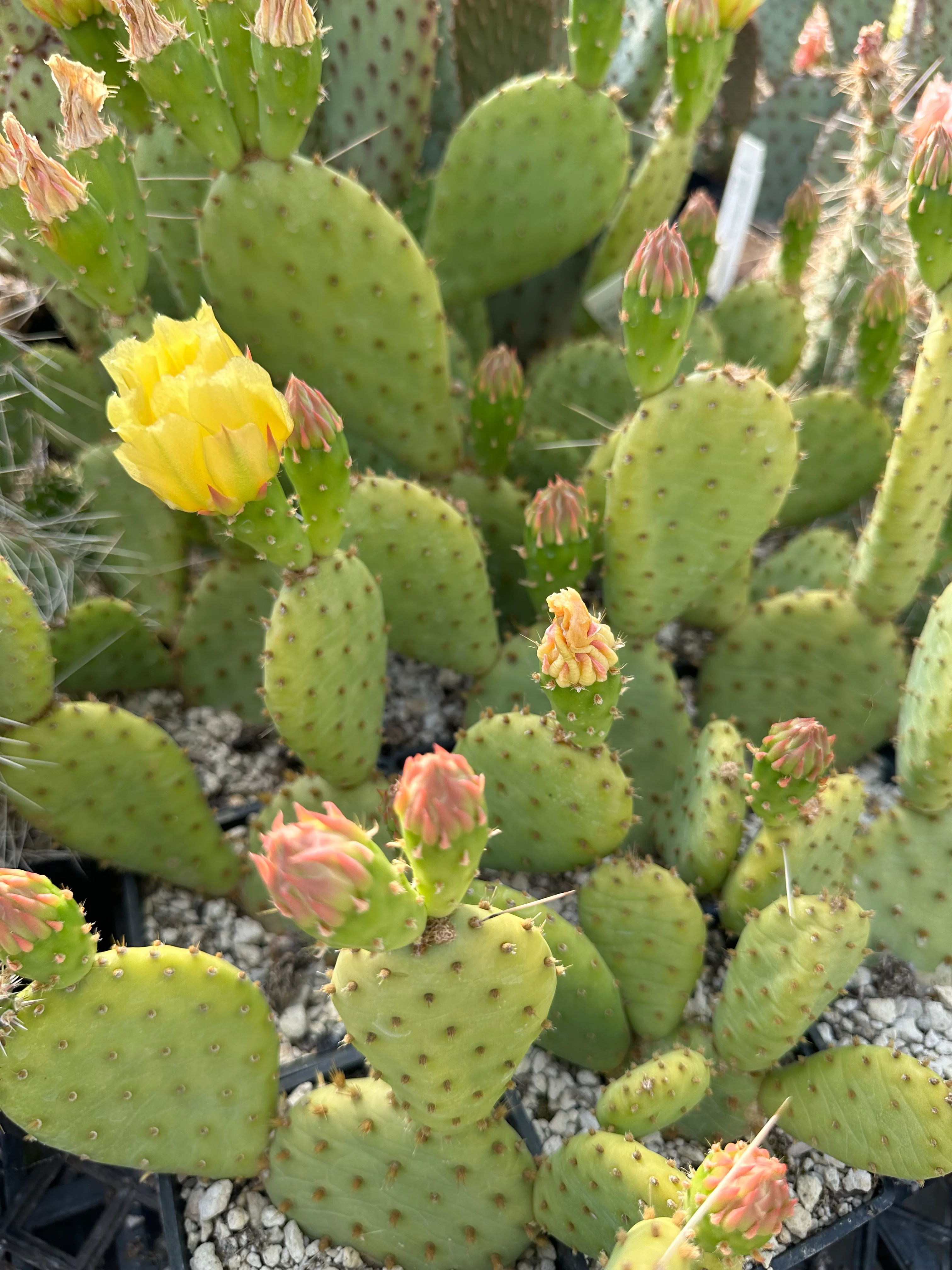 Opuntia humifusa - North Carolina - Image 3