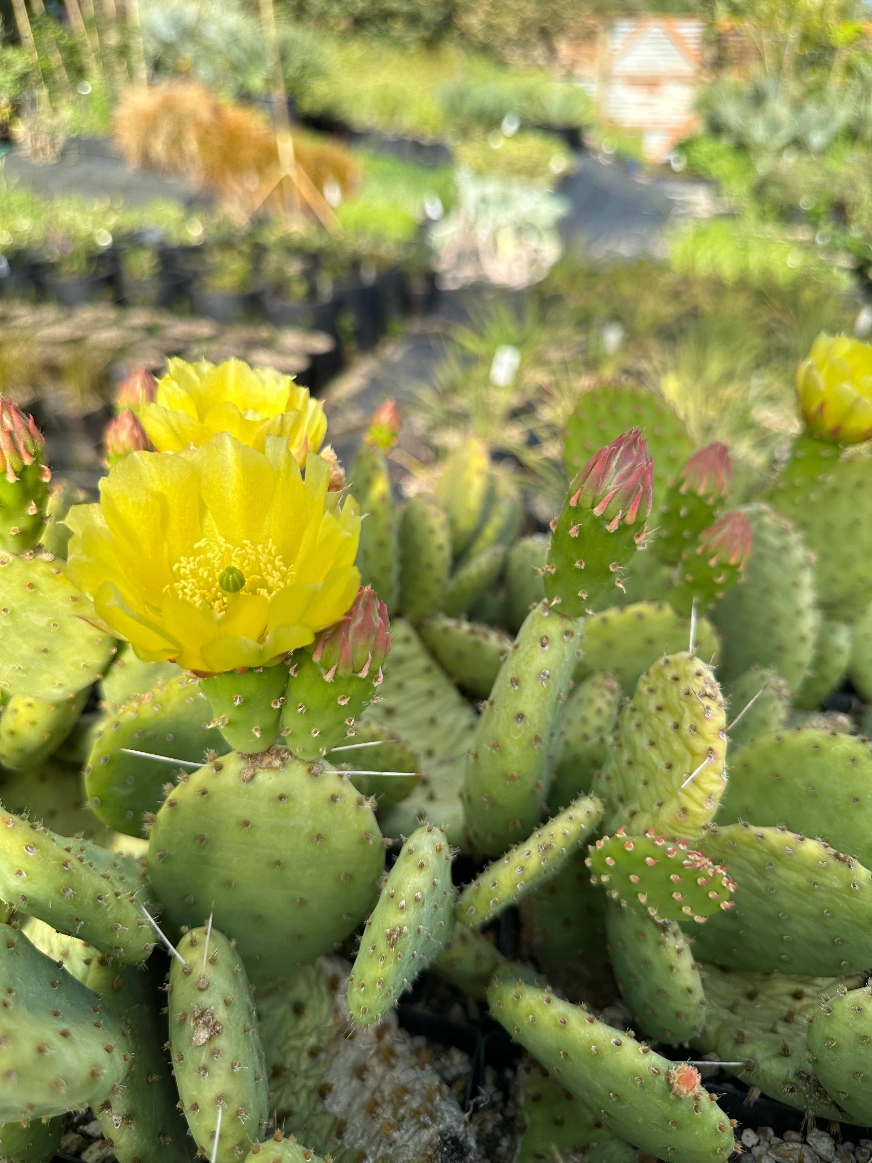 Opuntia humifusa x macrorhiza